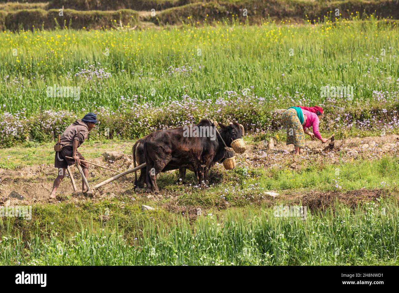 Ein nepalesischer Bauer pflügt ein Reisfeld mit einem Team von Ochsen und einem Holzpflug in Zentral-Nepal. Stockfoto