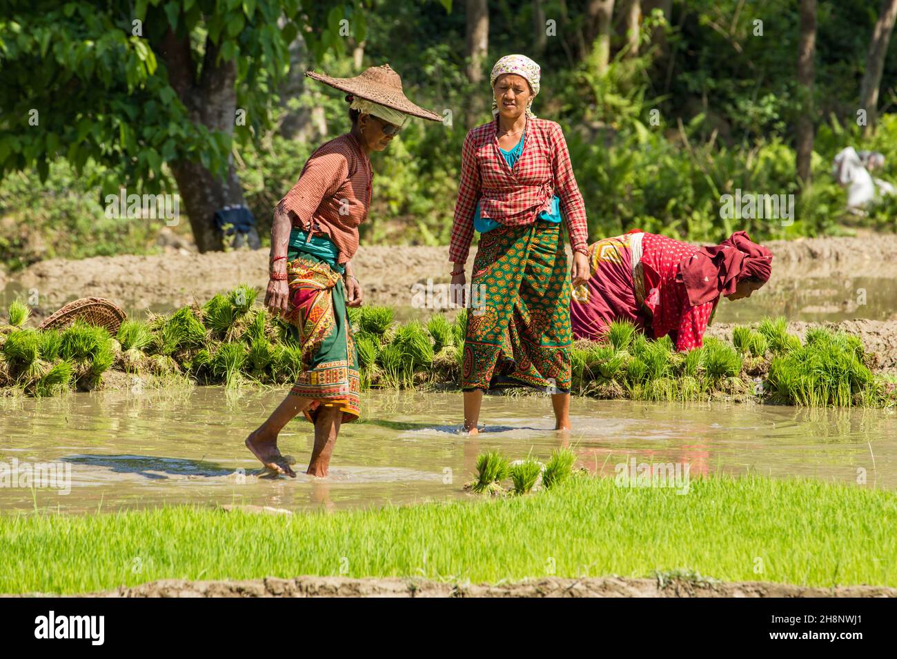 Drei nepalesische Frauen in traditioneller Kleidung sammeln Reiskeimlinge für die Transplantation. Nepal. Stockfoto