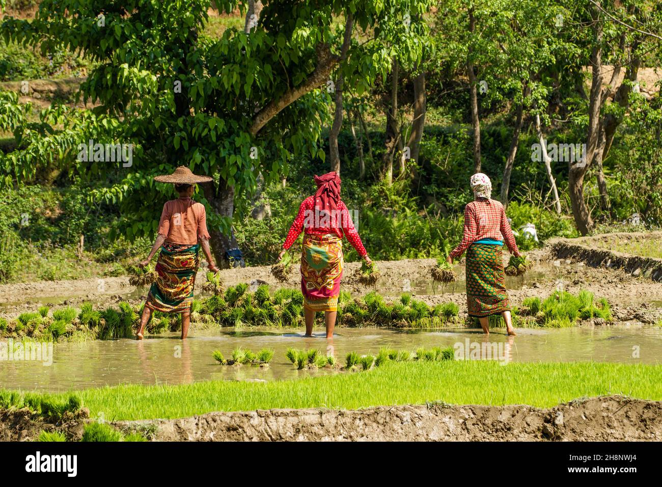 Drei nepalesische Frauen in traditioneller Kleidung sammeln Reiskeimlinge für die Transplantation. Nepal. Stockfoto
