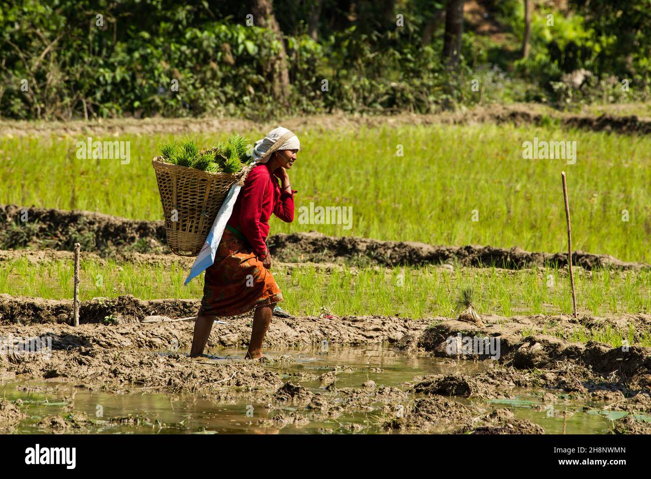 Eine nepalesische Frau in traditioneller Kleidung, die Reissämlinge zum Verpflanzen trägt. Nepal. Stockfoto