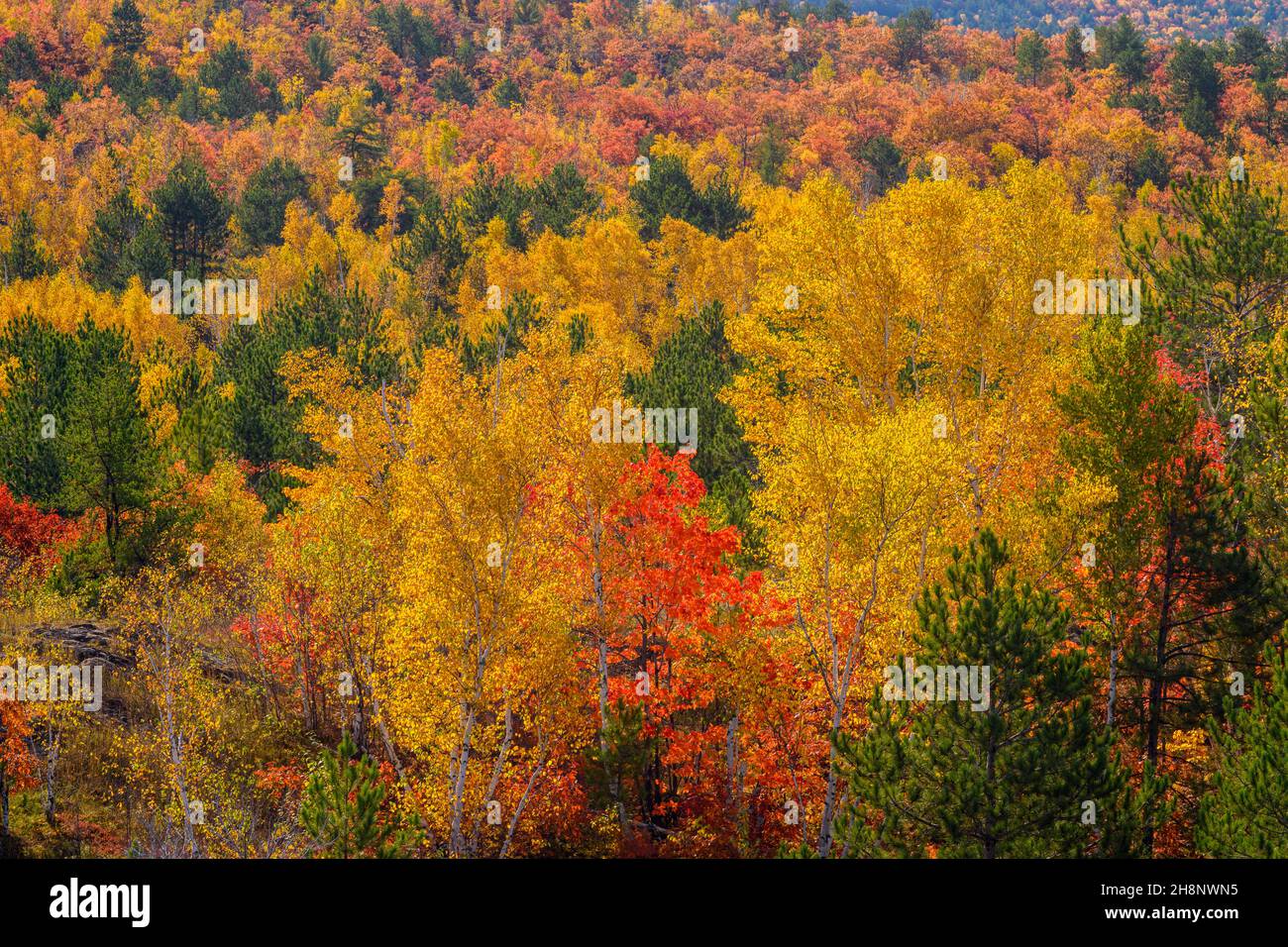 Biodiversität im Sudbury Basin - Herbstbäume und Kiefern, Greater Sudbury, Ontario, Kanada Stockfoto