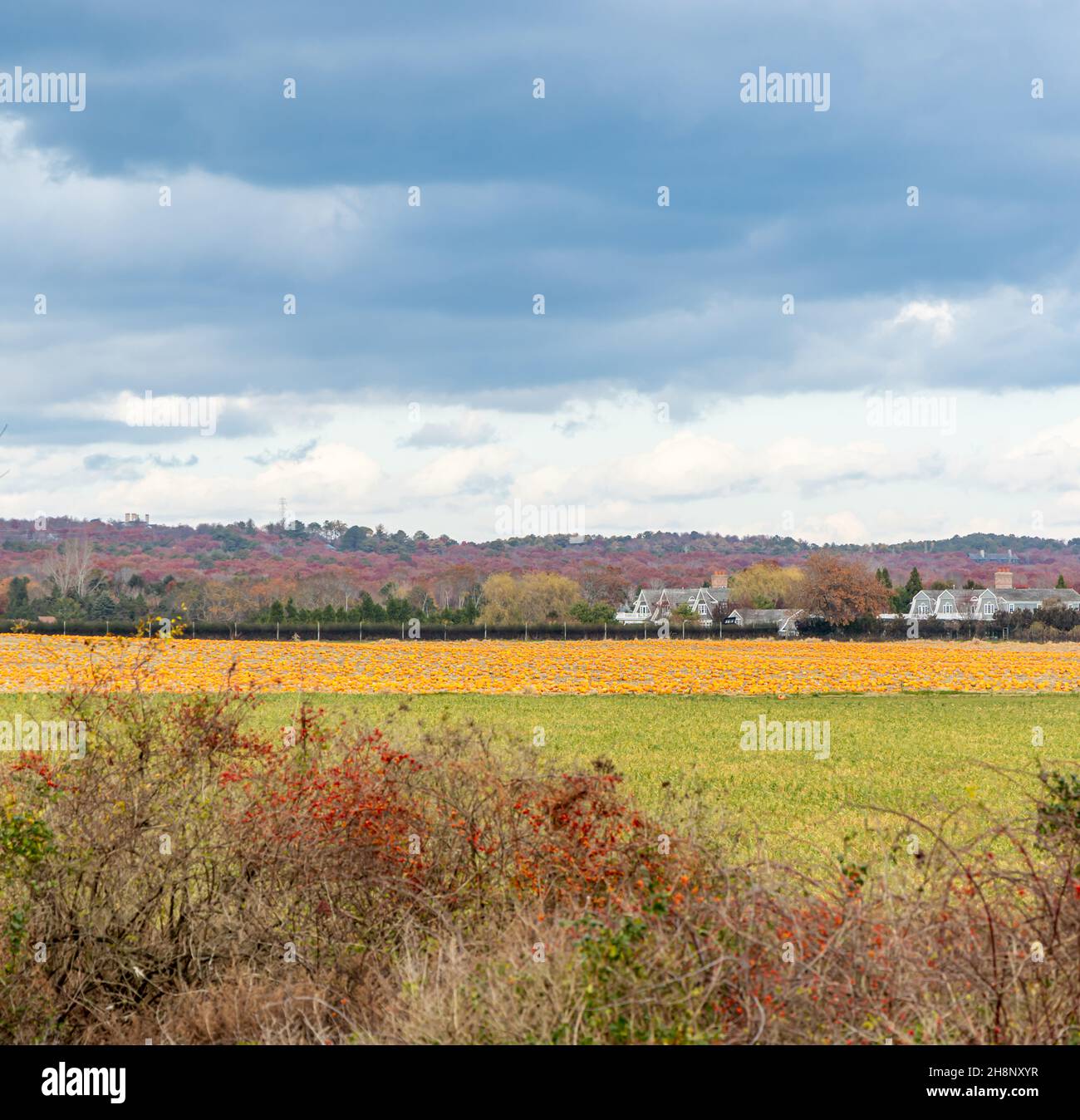 Herbstlandschaft mit einem Feld voller Kürbisse in der Ferne Stockfoto