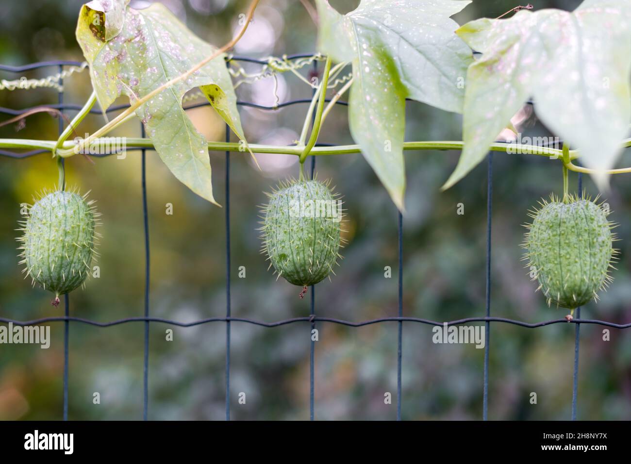 Cucurbitaceae family Fotos und Bildmaterial in hoher Auflösung Alamy