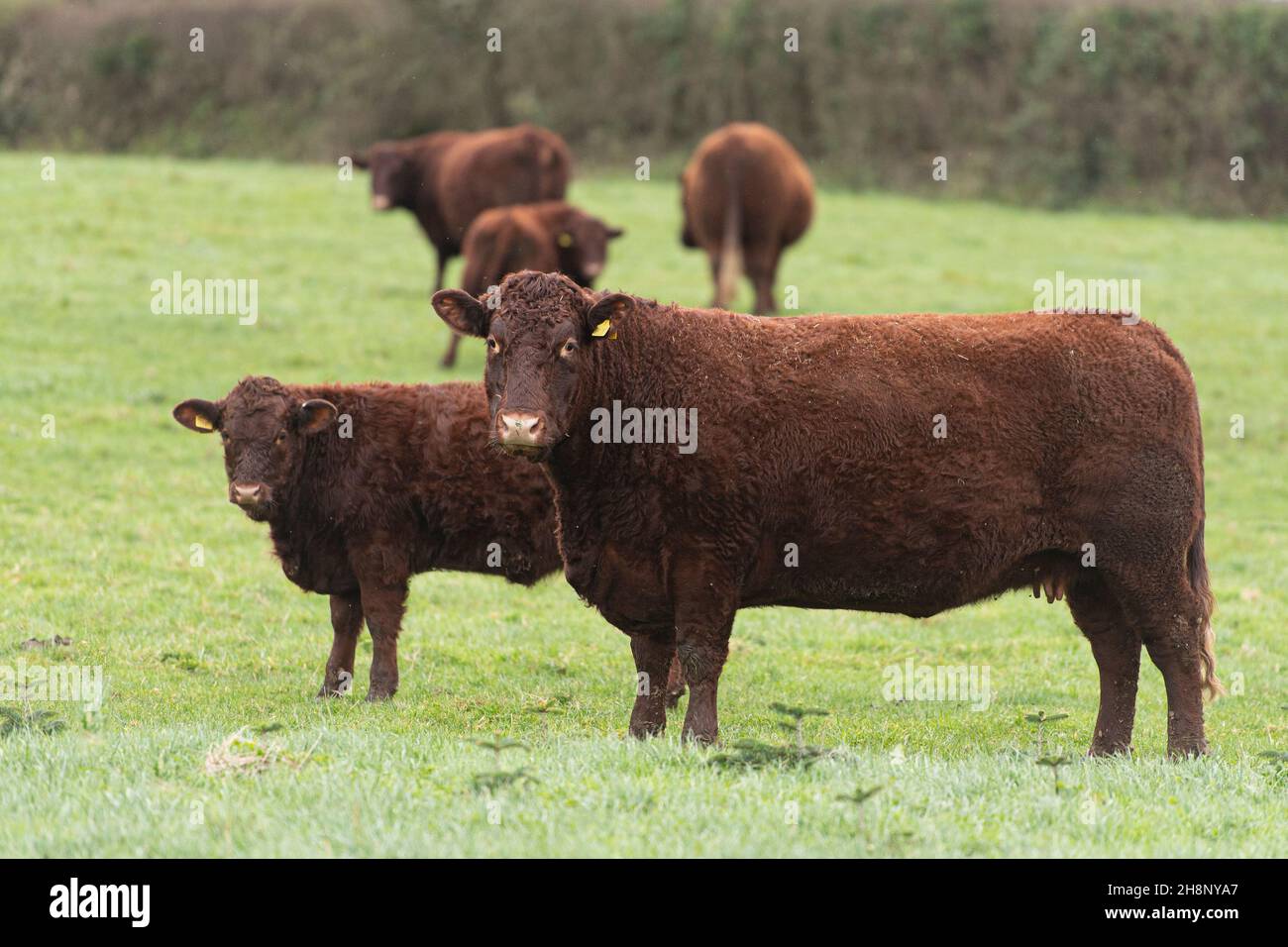 Rubyb Devon Kuh und Kalb Stockfoto