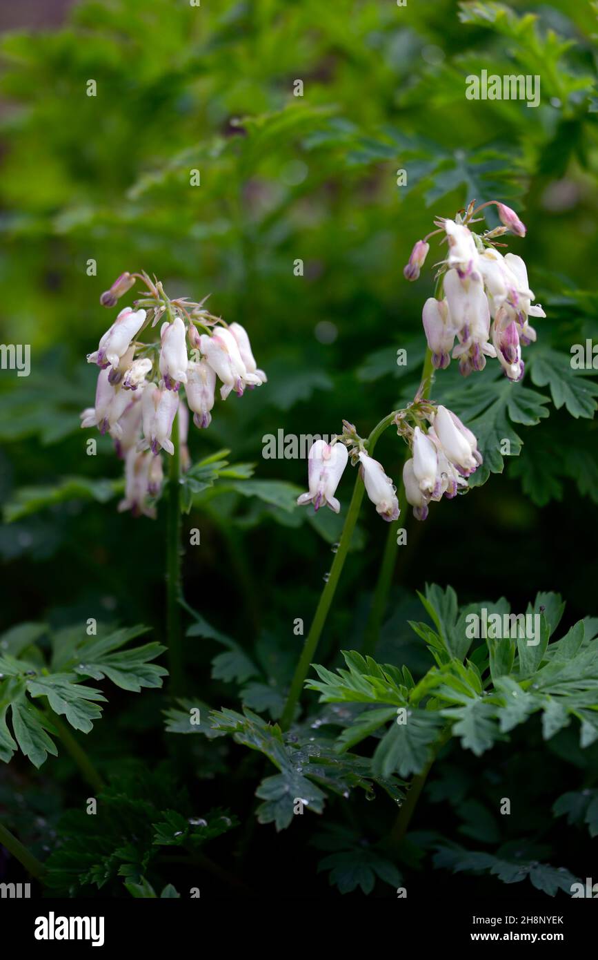 Dicentra formosa Aurora, cremeweiße Blumen, cremige weiße Blume, Blüte, Fern-Blatt blutende Herz Aurora, Holz, Wald, Waldgarten, Schatten, schattig, sh Stockfoto