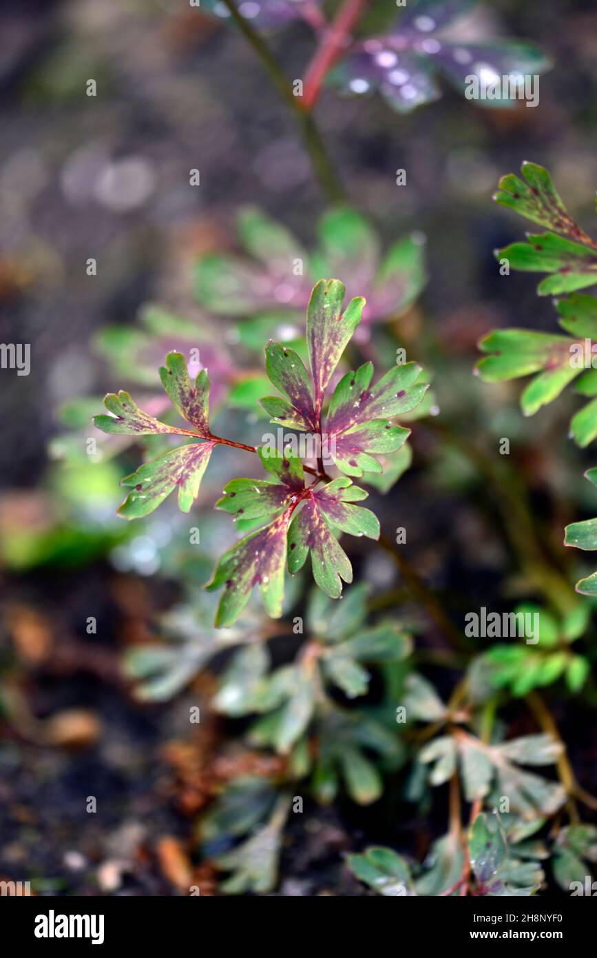 Corydalis flexuosa Lila Blätter, gefleckte Blätter, Laub, gefleckte Blätter, Blume, Blüte, Waldgarten, Frühlingsgärten, Holz, Schatten, schattig, schattig, RM Floral Stockfoto