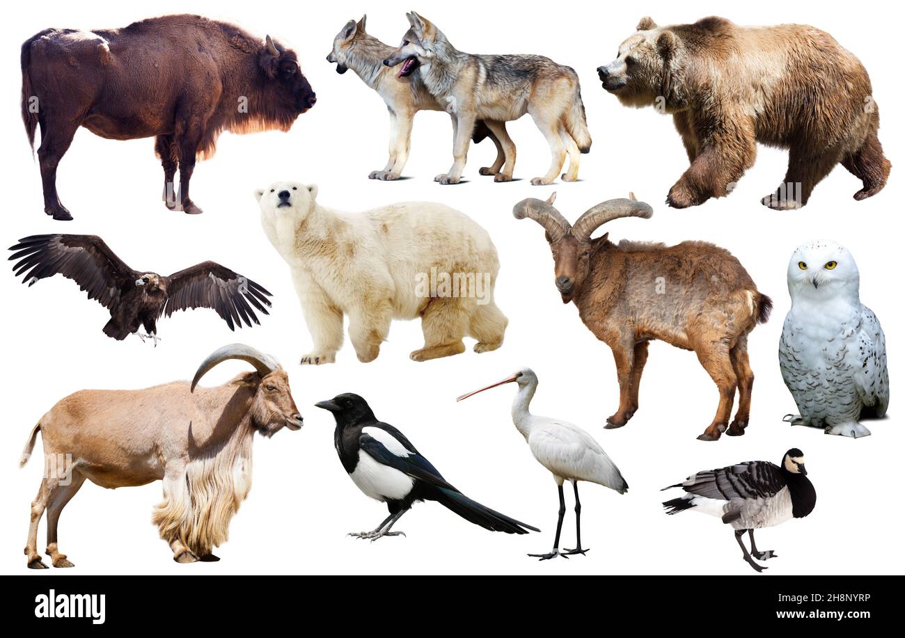 europäische Tiere isoliert Stockfoto