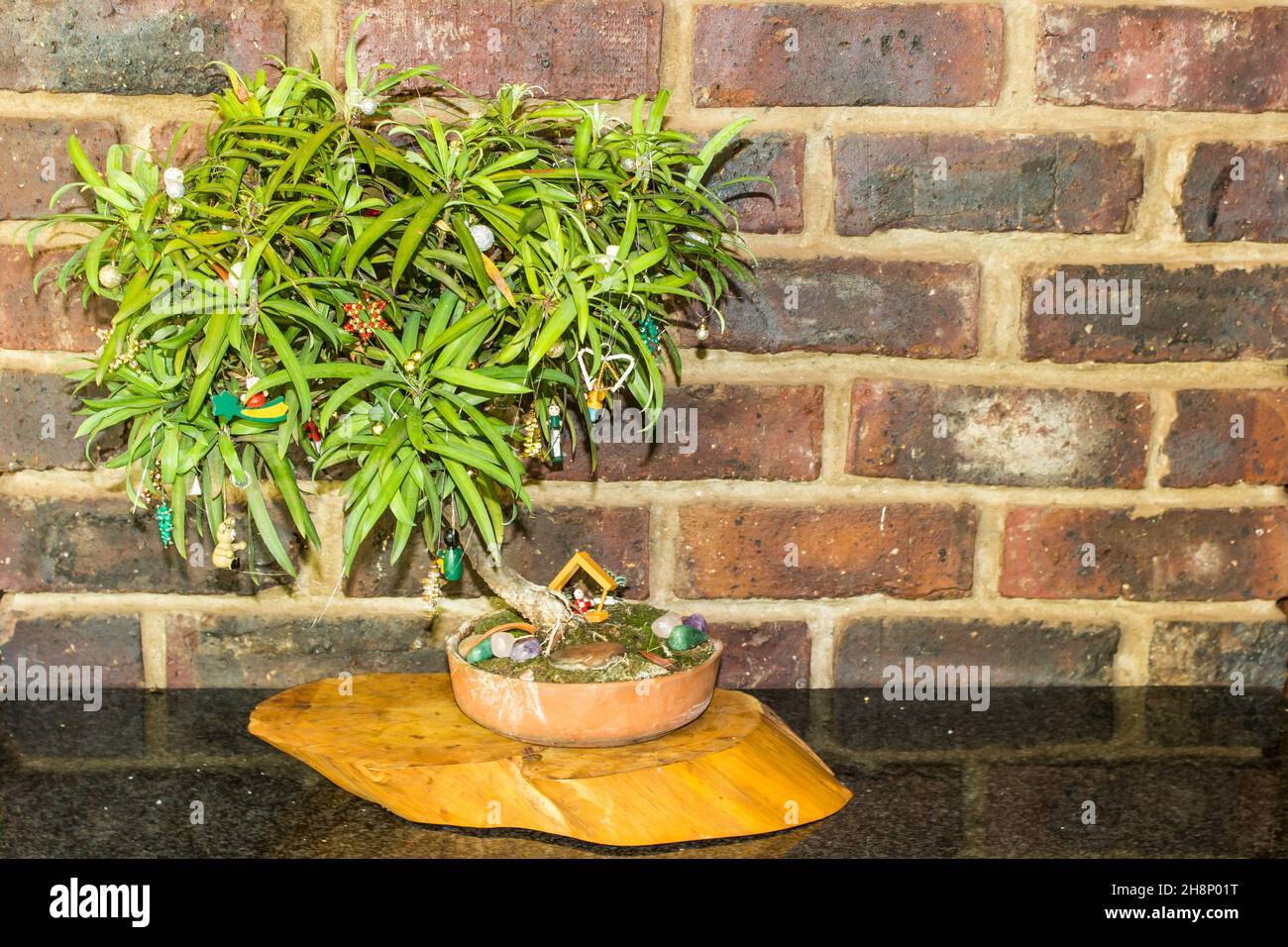 Bonsai eines Henkel's Yellowwood, verziert als Weihnachtsbaum mit  Miniatur-Ornamenten aus Holz und Perlen, was eine lustige kleine  Alternative zu Weihnachten darstellt Stockfotografie - Alamy