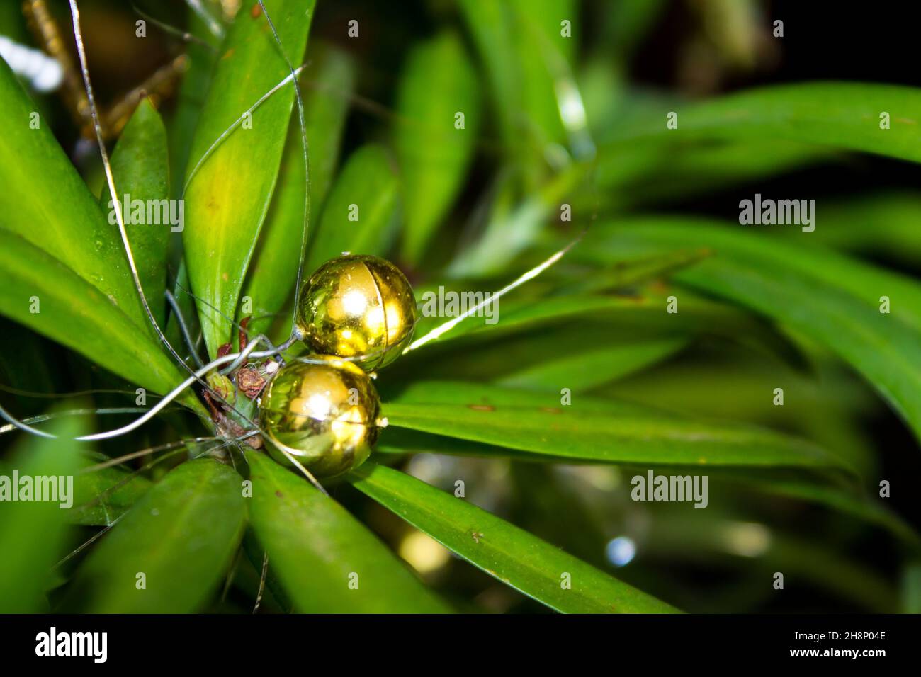 Nahaufnahme von zwei kleinen goldenen Kugeln in einem Henkels Yellowwood-Baum, der als Weihnachtsbaum dient Stockfoto