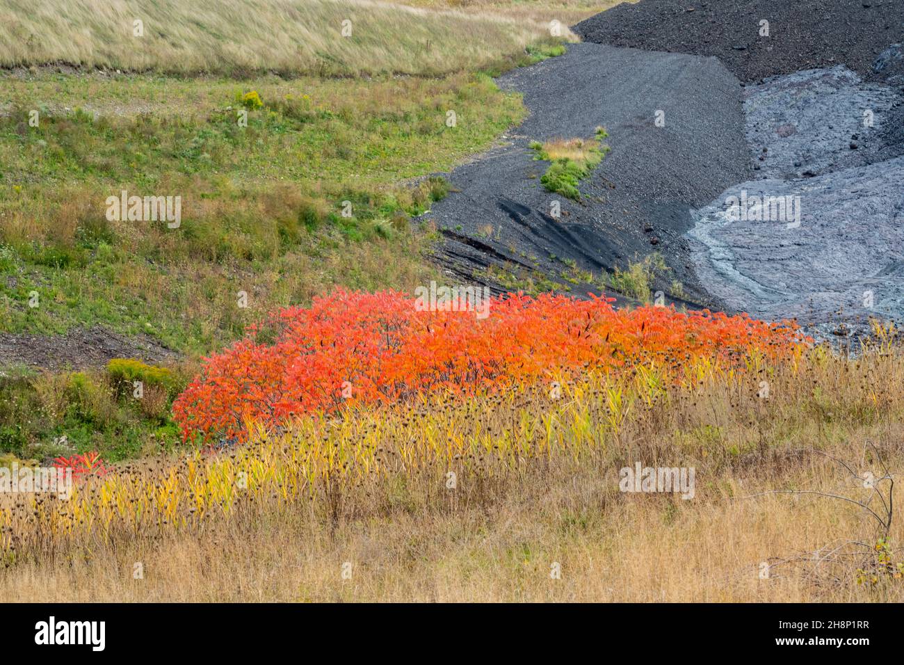 Wiederaufforsten von Bergbauabfällen in Glencore- Slag- und Sumac-Strauch, Greater Sudbury- Falconbridge, Ontario, Kanada Stockfoto