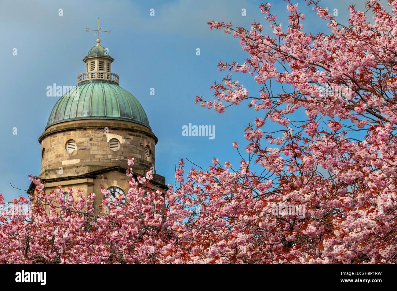 DR GRAY'S HOSPITAL ELGIN SCOTLAND UHRENKUPPEL, UMGEBEN VON KIRSCHBLÜTEN PRUNUS IM FRÜHLING Stockfoto