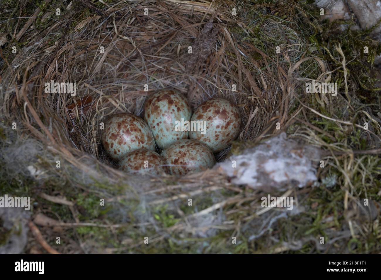 Grauschnäpper, Grau-Schnäpper brütet in einem alten Korb am Haus, gelegen, Nest, eier, ei, Muscicapa striata, Gefleckter Fliegenfänger, Nest, Eier, Ei, clut Stockfoto