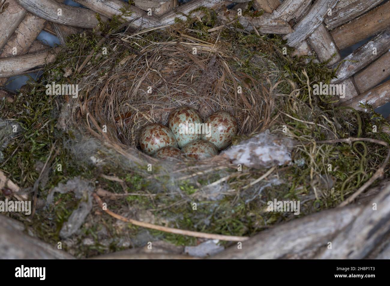 Grauschnäpper, Grau-Schnäpper brütet in einem alten Korb am Haus, gelegen, Nest, eier, ei, Muscicapa striata, Gefleckter Fliegenfänger, Nest, Eier, Ei, clut Stockfoto