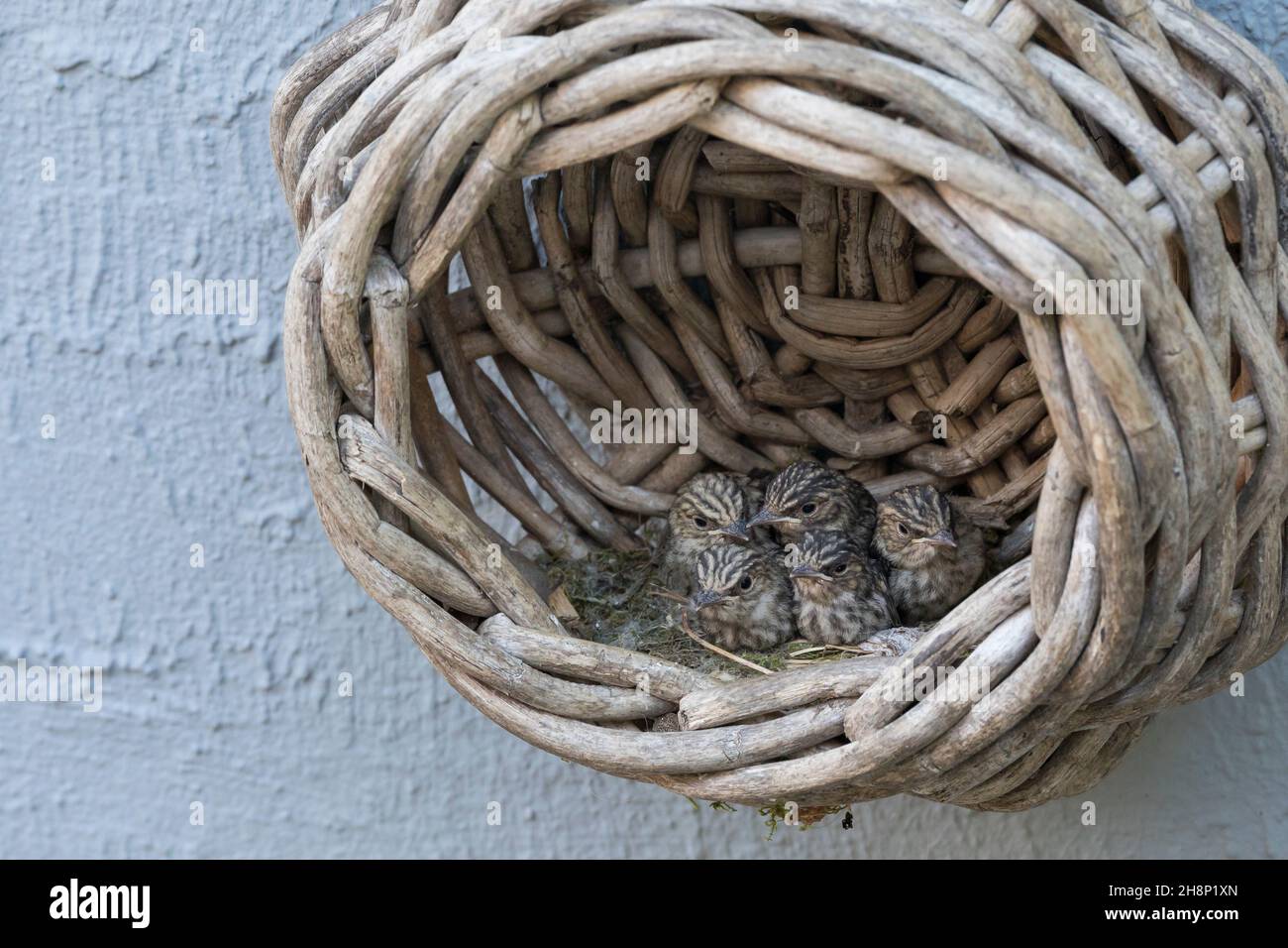 Grauschnäpper, Grau-Schnäpper brütet in einem alten Korb am Haus, Küken, Jungvögel, Nest, Muscicapa striata, Gefleckter Fliegenfänger, Nest, Küken, Küken, Stockfoto
