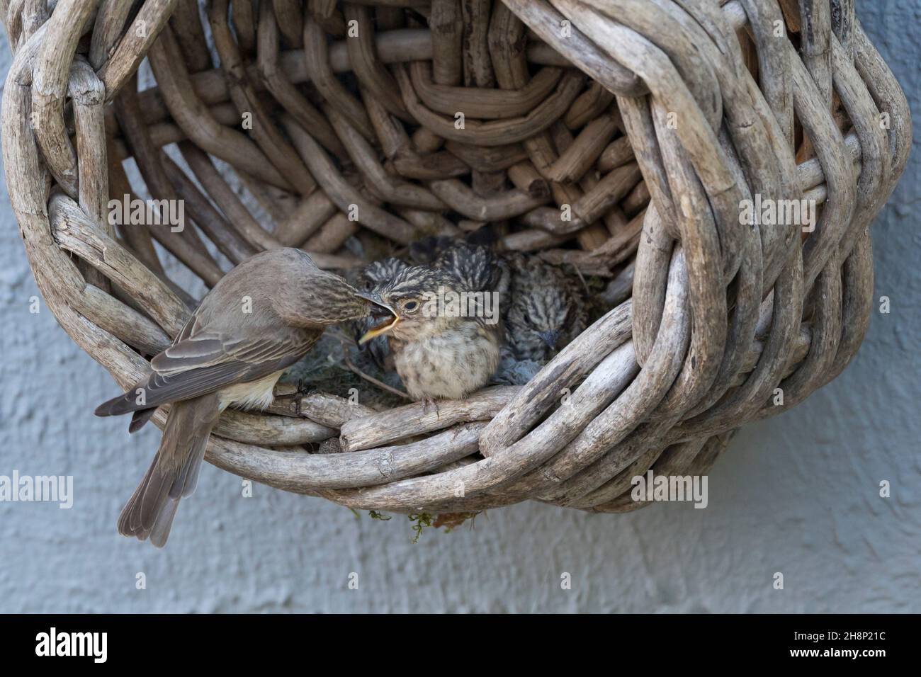 Grauschnäpper, Grau-Schnäpper brütet in einem alten Korb am Haus, mit Küken, fütternd, Jungvögel, Nest, Muscicapa striata, Gefleckter Fliegenfänger, Nest, c Stockfoto