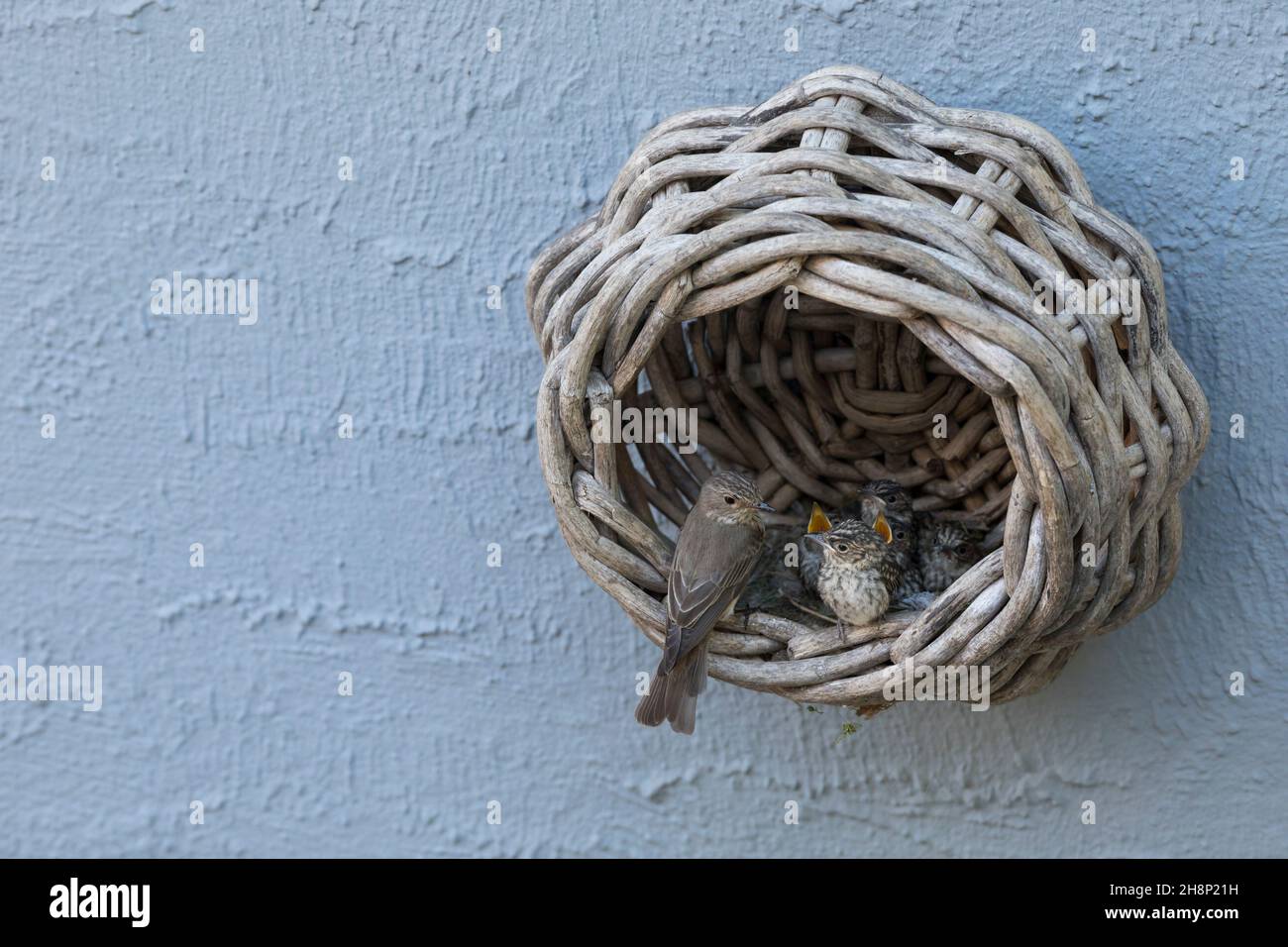 Grauschnäpper, Grau-Schnäpper brütet in einem alten Korb am Haus, mit Küken, fütternd, Jungvögel, Nest, Muscicapa striata, Gefleckter Fliegenfänger, Nest, c Stockfoto