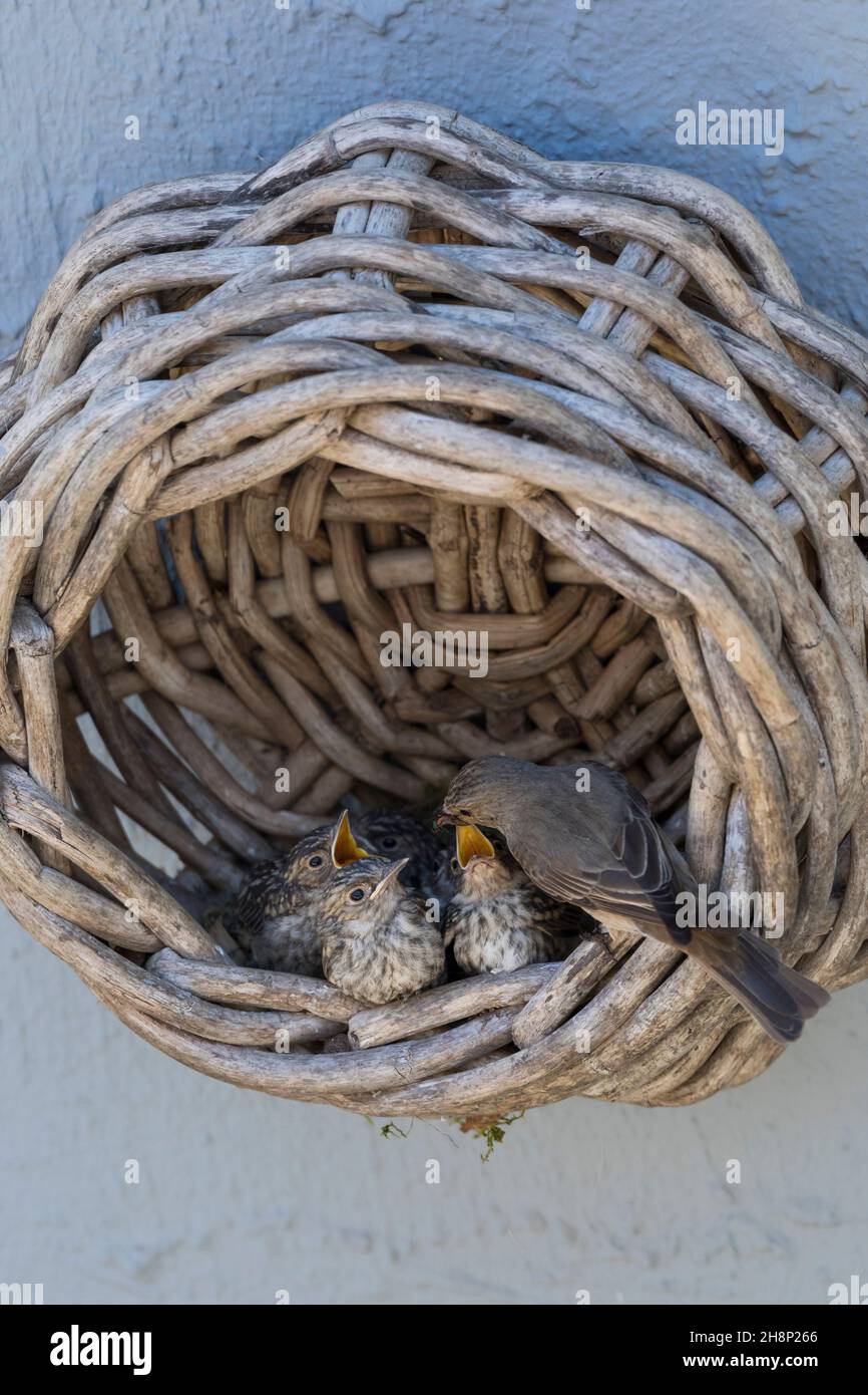 Grauschnäpper, Grau-Schnäpper brütet in einem alten Korb am Haus, mit Küken, fütternd, Jungvögel, Nest, Muscicapa striata, Gefleckter Fliegenfänger, Nest, c Stockfoto