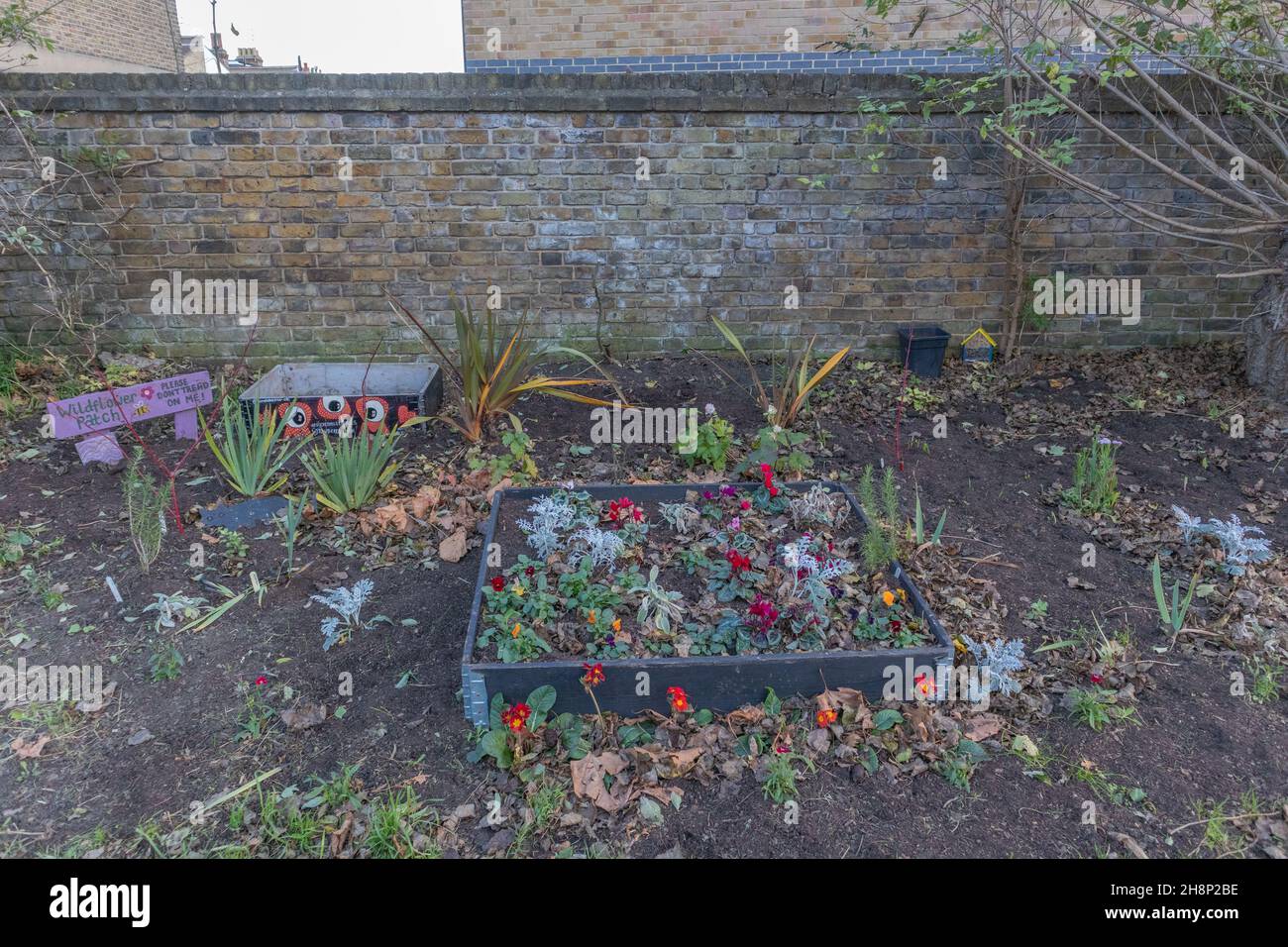 Wildblumen Patch Garten auf Abfallland. Westcliff on Sea, Großbritannien Stockfoto