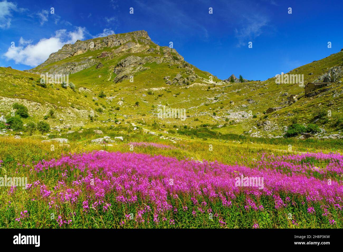 Blüte von Epilobio im Valle Maira (Italien) Stockfoto