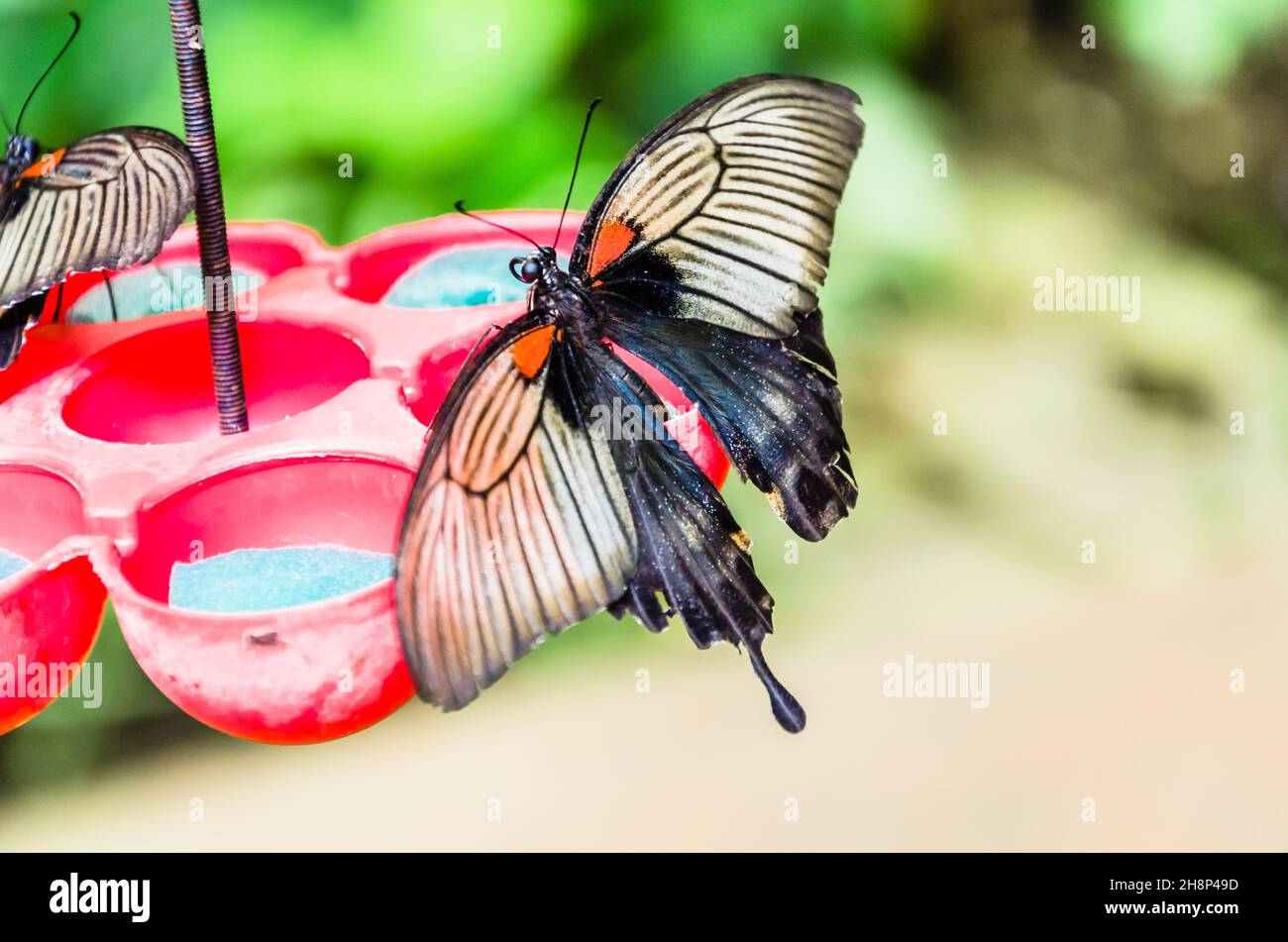 Schöner Papilio Memnon Schmetterling auf grünen Blättern.Lepidopteron Stockfoto