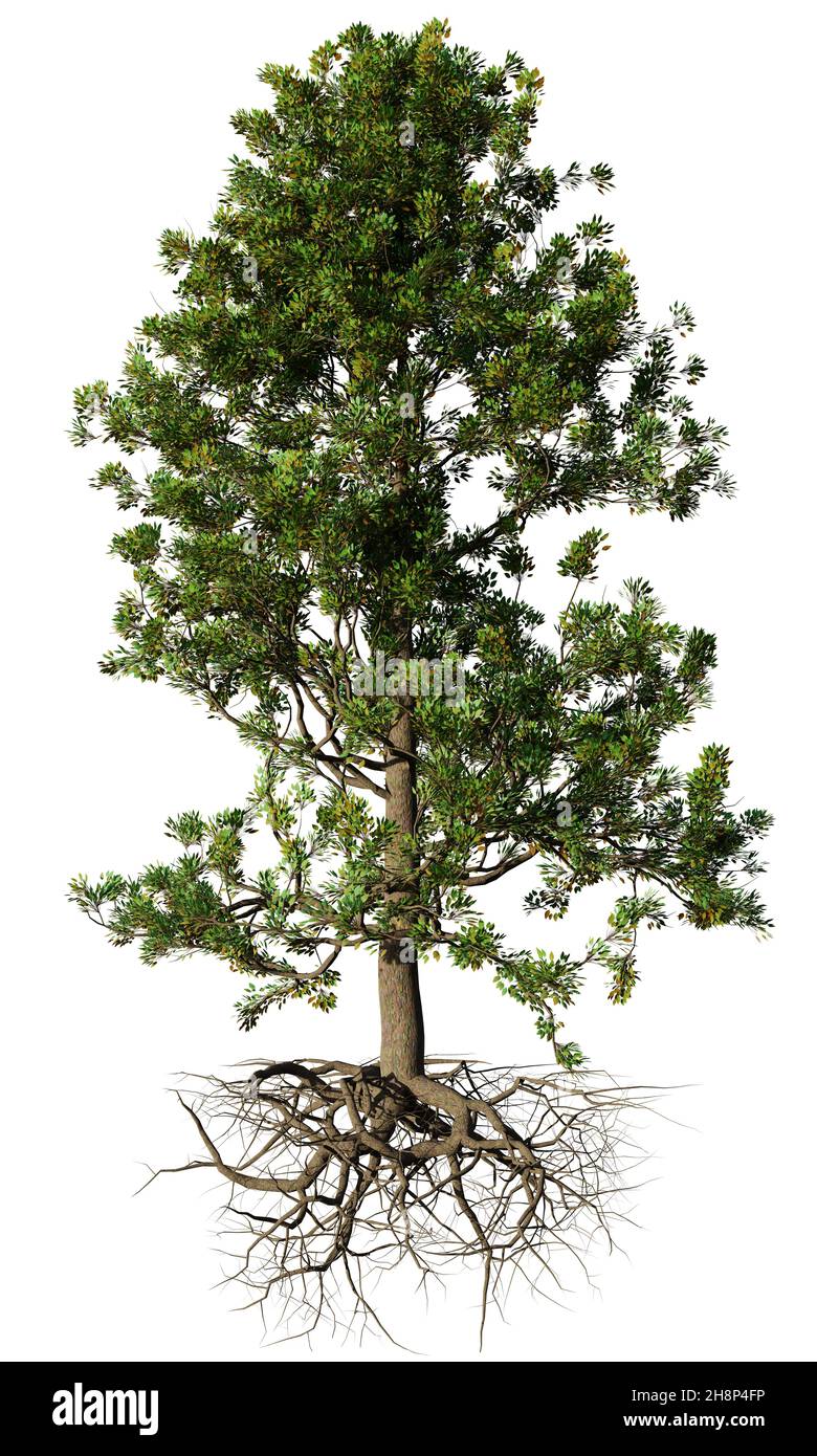 Schöner Baum mit Wurzeln, isoliert auf weißem Hintergrund Stockfoto