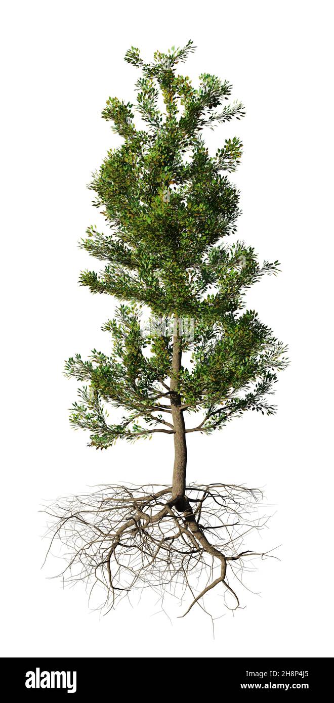 Kleiner Baum mit Wurzeln, auf weißem Hintergrund Stockfoto