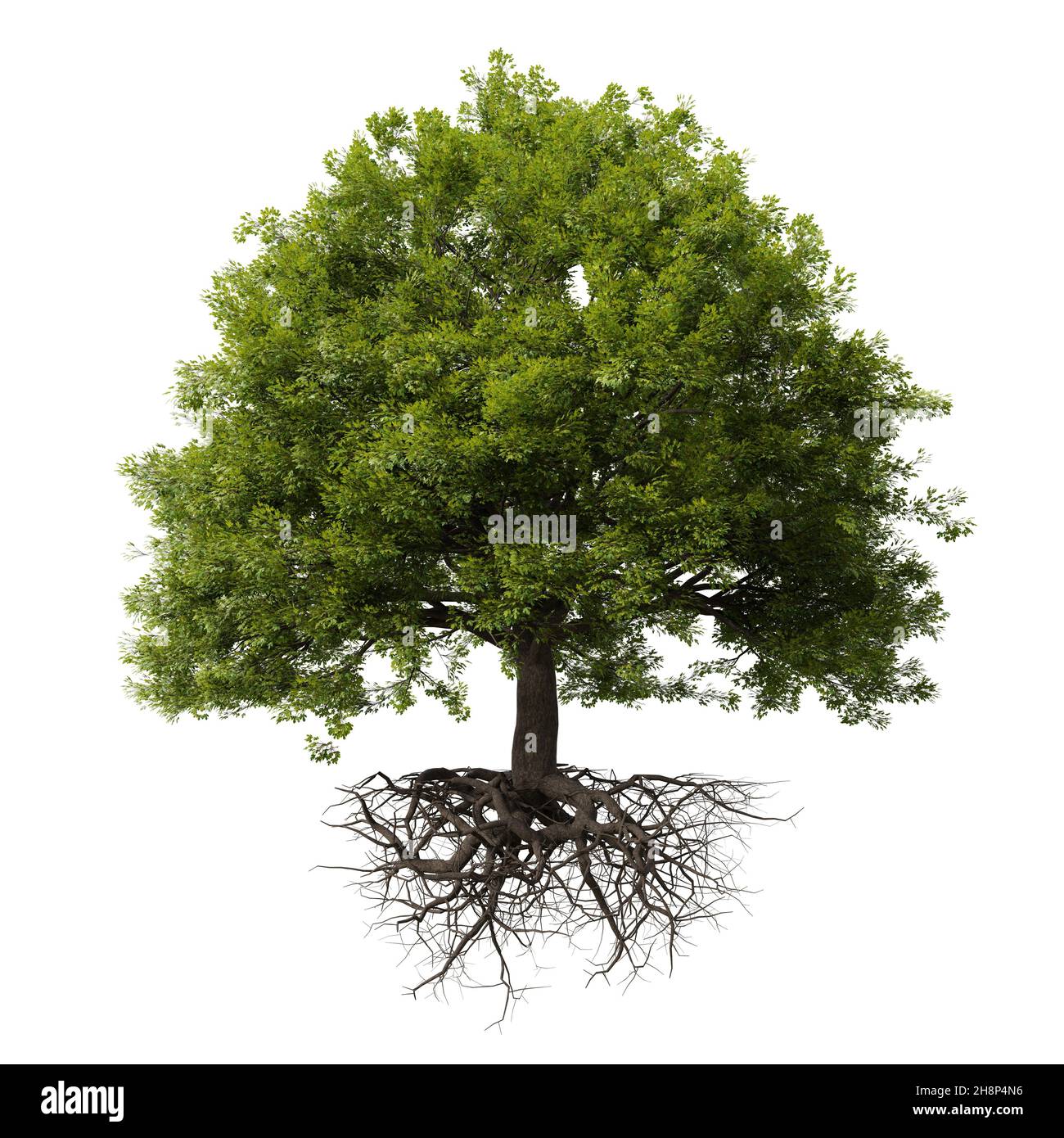 Baum mit Wurzeln, auf weißem Hintergrund Stockfoto