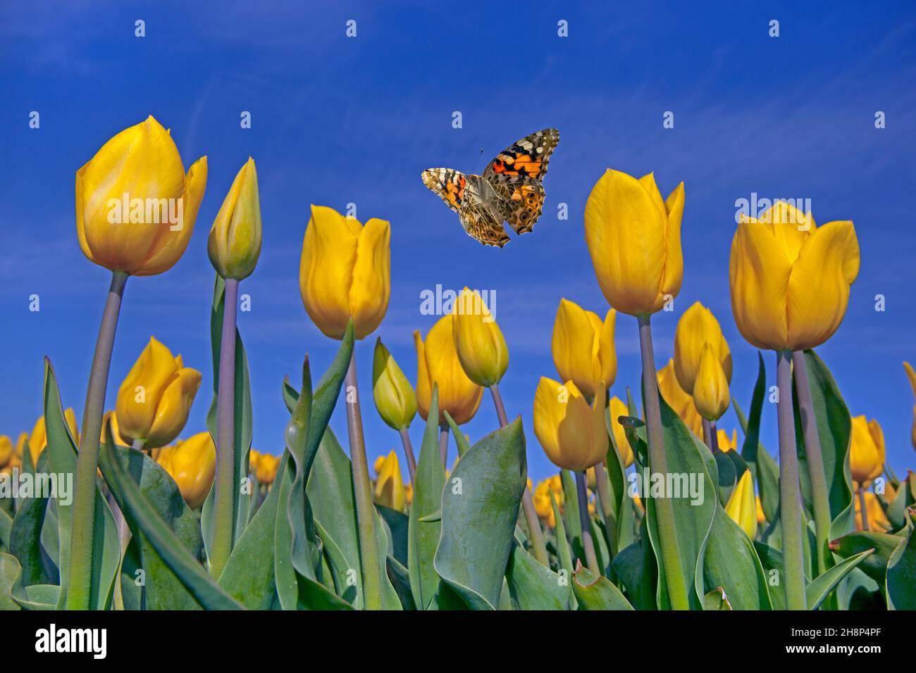Gemalte Dame Schmetterling Vanessa cardui fliegen über gelbe Tulpen Stockfoto