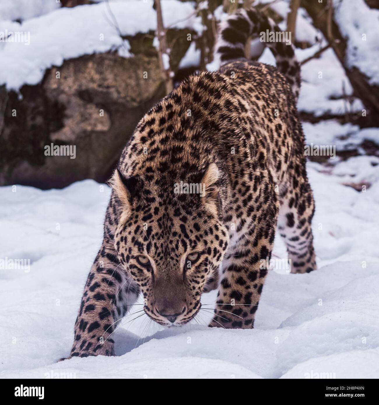 Persischer Leopard (Panthera pardus saxicolor) im Winter. Stockfoto