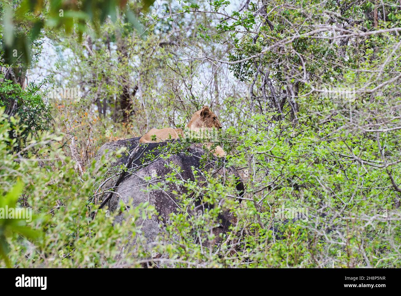 Afrikanische Löwenjungen spielen auf einem Baumstamm in einem Flussbett Stockfoto