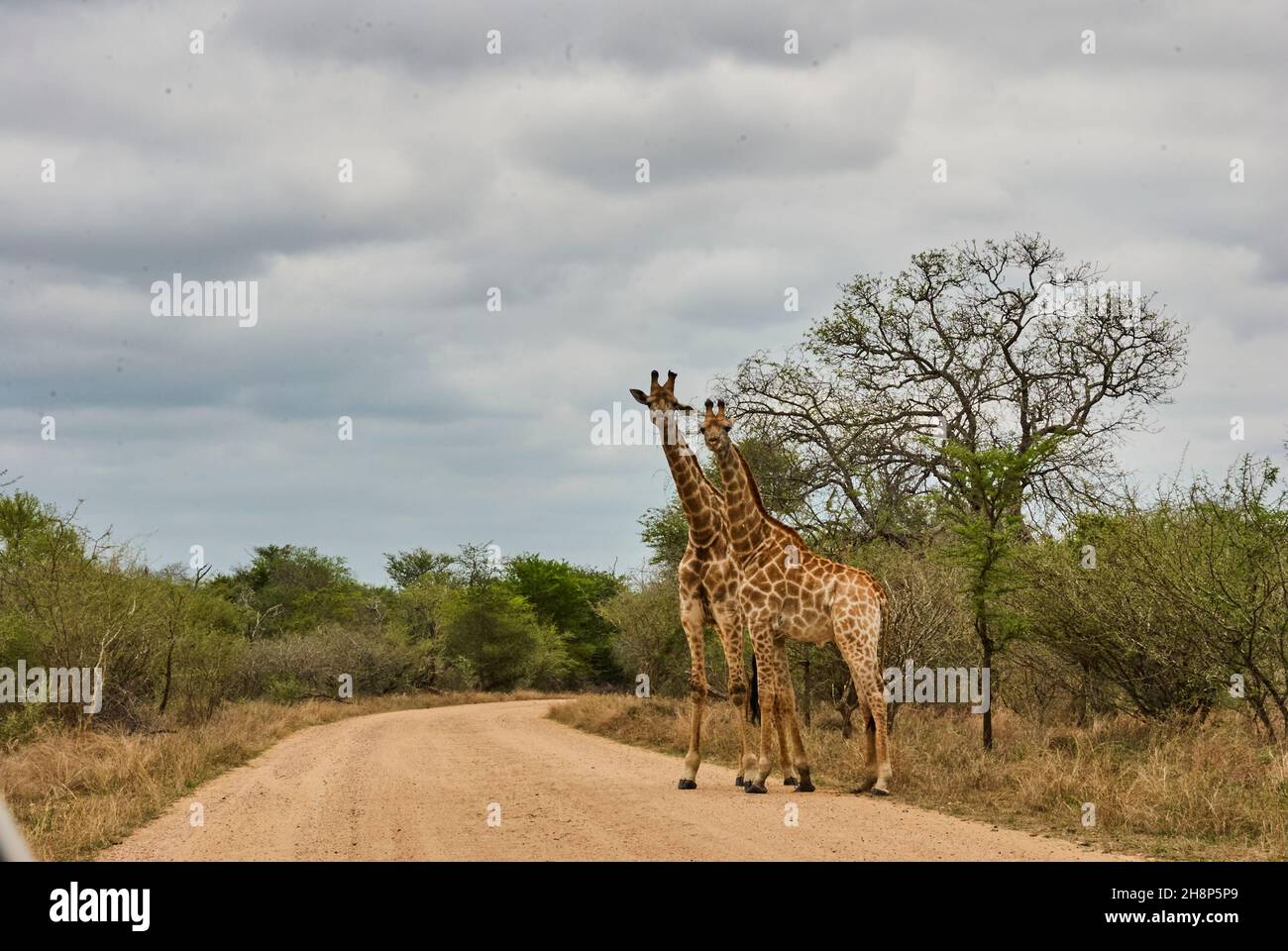 Hohe Giraffe, die auf einer ravel-Straße in Südafrika steht Stockfoto