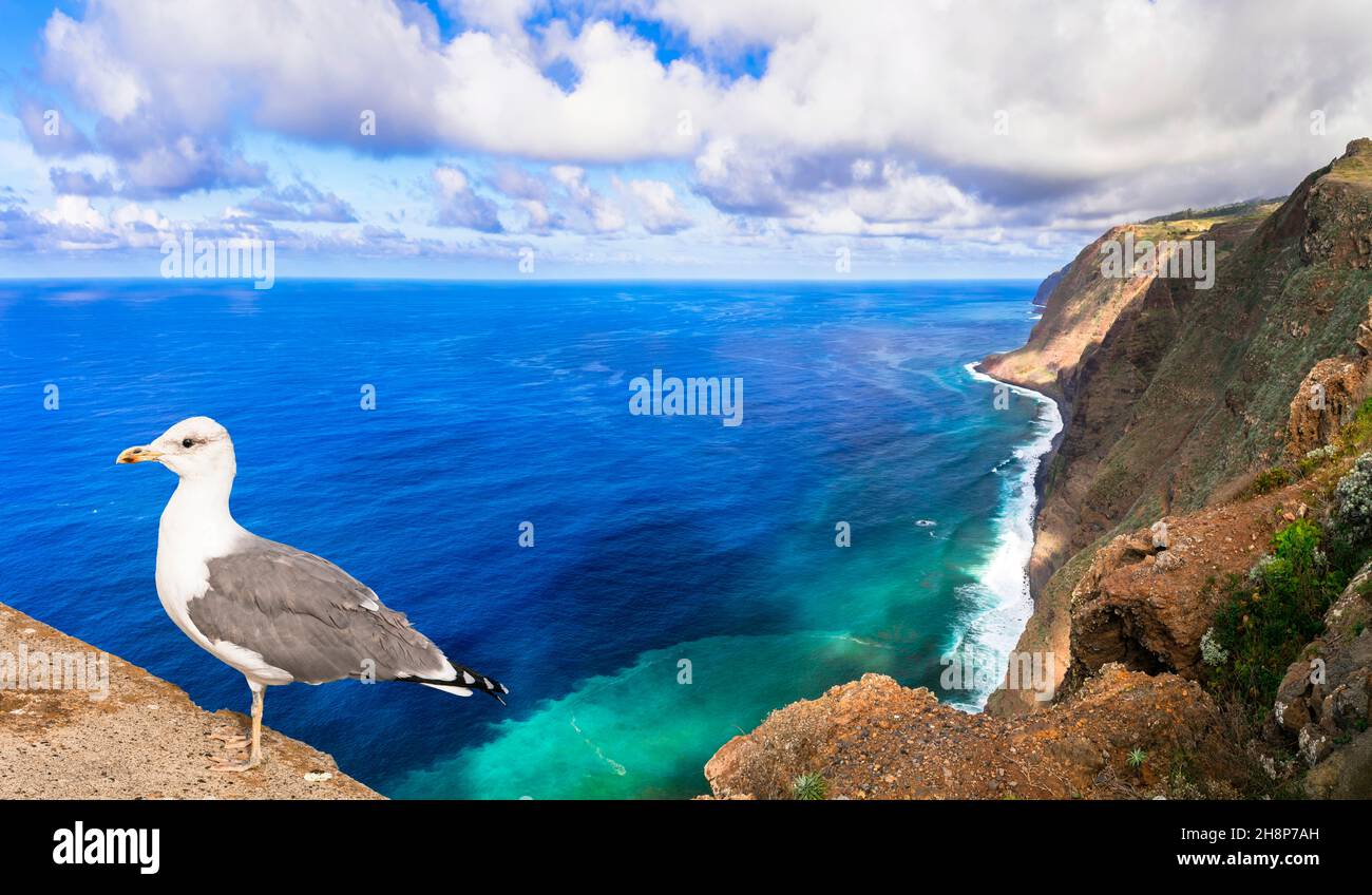 Madeira Insel Natur Meer Landschaft. Ponta do Pargo, herrliche Aussicht mit Möwe Stockfoto