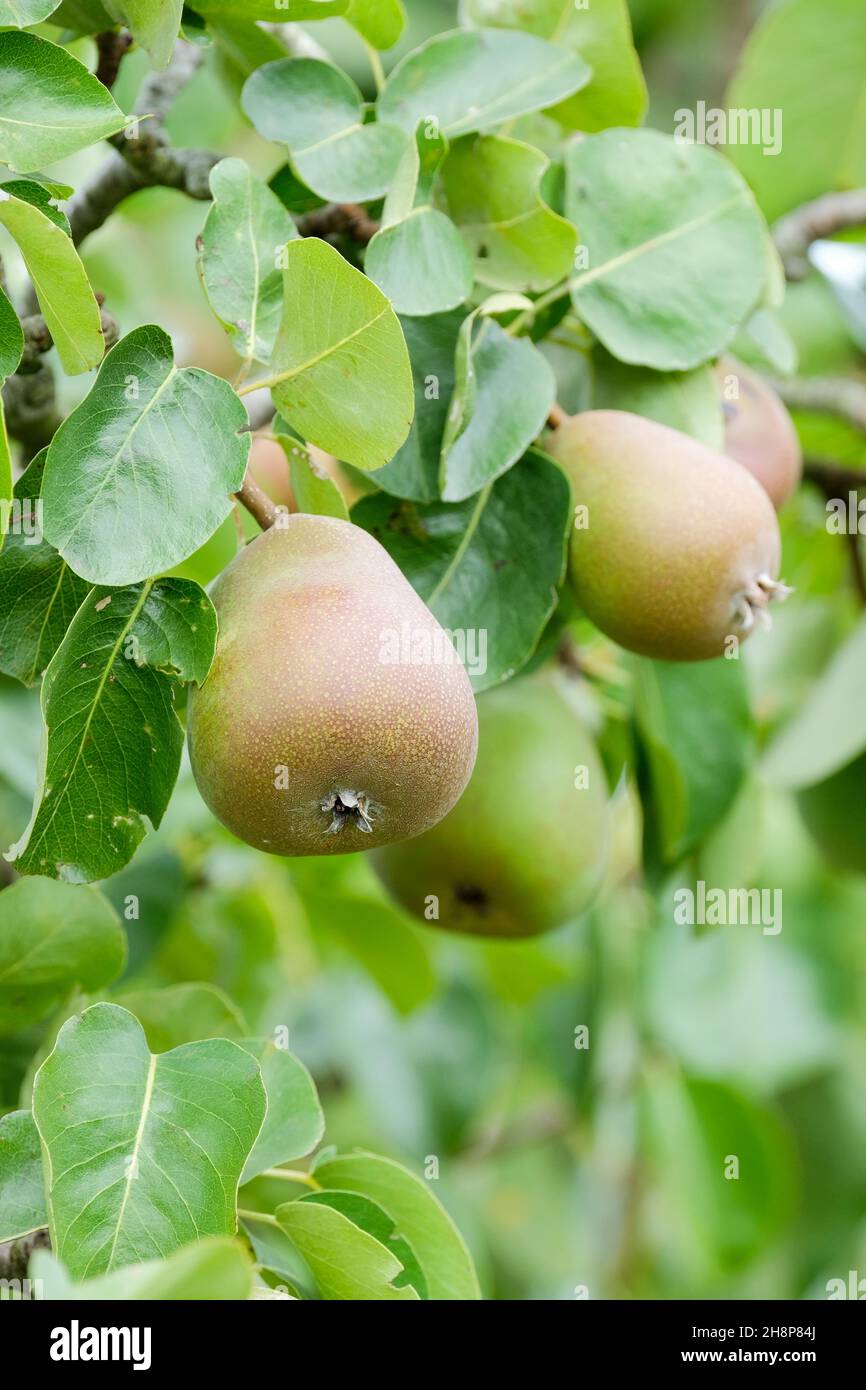 Birne „Beurre Hardy“. Pyrus communis 'Beurre Hardy'. Reife Früchte bereit für die Ernte auf dem Baum. Französische Dessertbirne Stockfoto