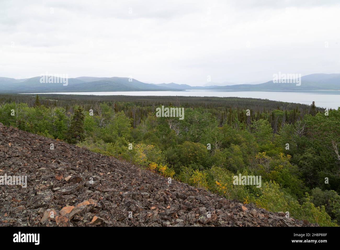 Waldgebiet am Dezadeash Lake im Yukon, Kanada. Der See grenzt an Kluane National Park and Reserve. Stockfoto