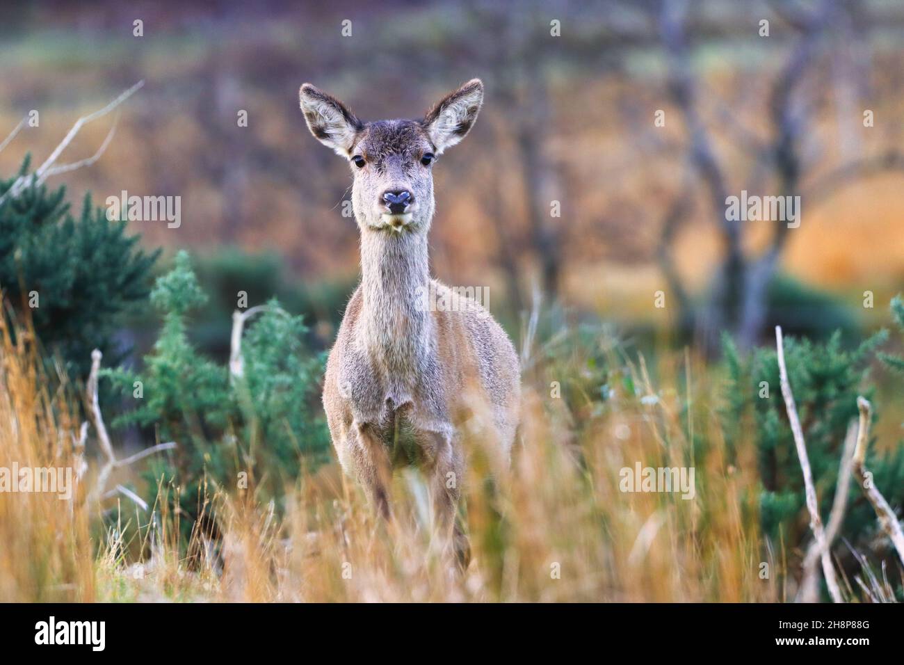 Rothirse-Weibchen an einem Herbstmorgen in den schottischen Highlands. West Highland, Schottland, Großbritannien. Stockfoto