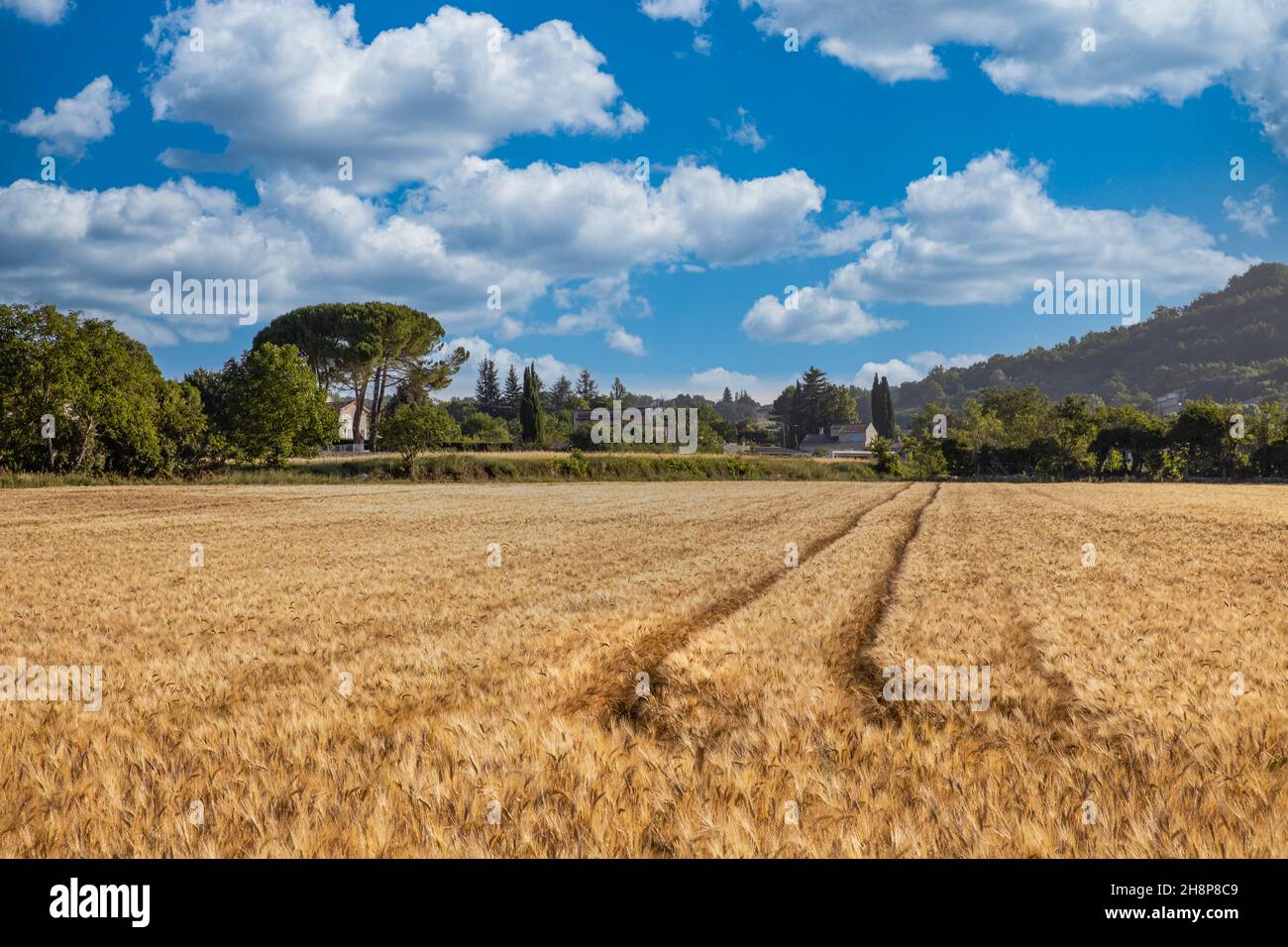 Entspannung in wunderschöner Sommerherbstlandschaft mit goldenem Weizenfeld, blauem bewölktem Himmel, Sonne, schönem Sonnenlicht. Idyllische Landwirtschaft Natur Stockfoto