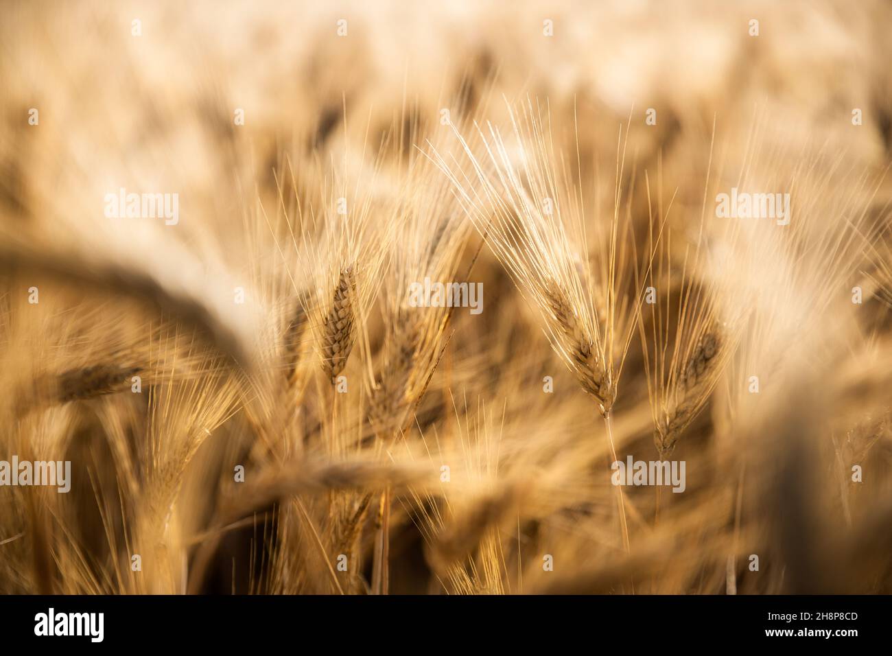 Künstlerische Landwirtschaft Natur Blick in der Nähe auf Weizenfeld am Abend bei Sonnenuntergang. Natürlicher goldener Weizen aus nächster Nähe. Entspannende Natur Sonnenuntergangslandschaft Stockfoto