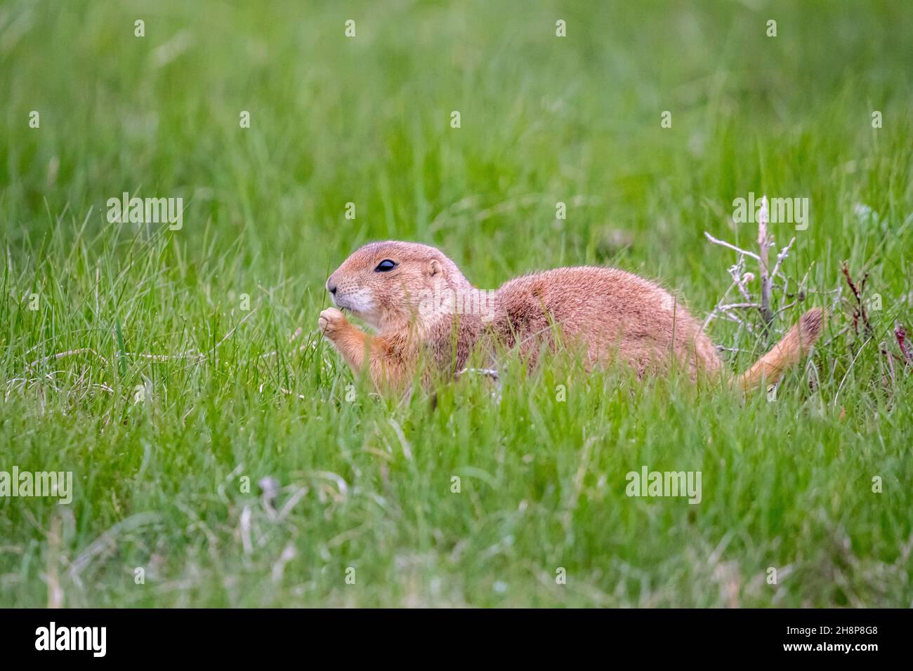 Wenig pflanzenfressende grabende Nagetiere in die Wiese des Parks erhalten Stockfoto