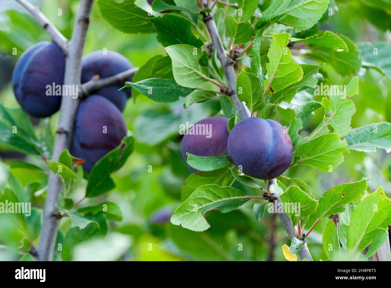 Europäische Pflaume, Prunus domestica 'Jojo', reife Pflaumen, die auf einem Baum wachsen. Kultivar Jojo Stockfoto