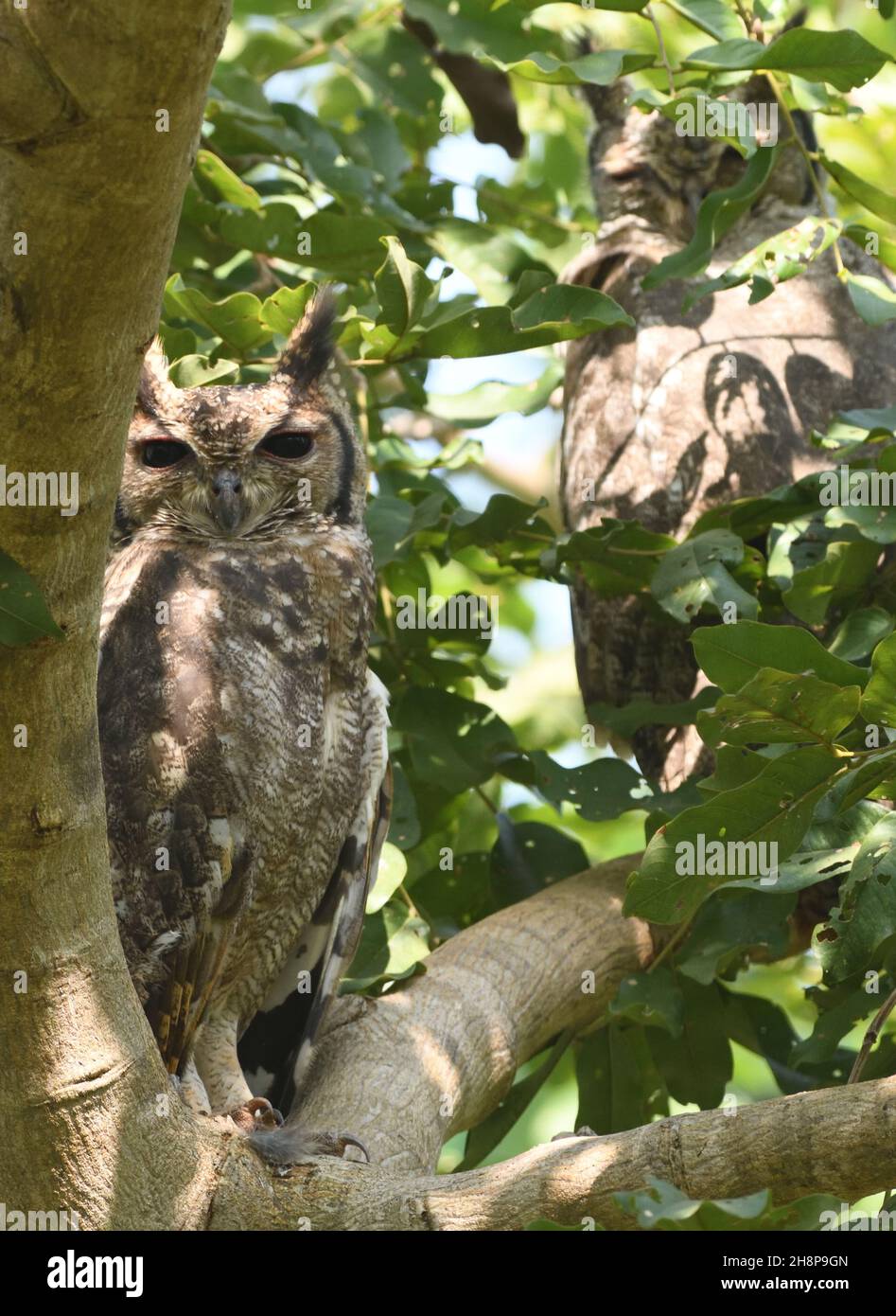 Eine graue Adlereule oder eine vermikelte Adlereule (Bubo cinerascens) beobachtet die Welt von ihrem Tagesstollen aus. Sein Partner ist im Hintergrund zu sehen, w Stockfoto