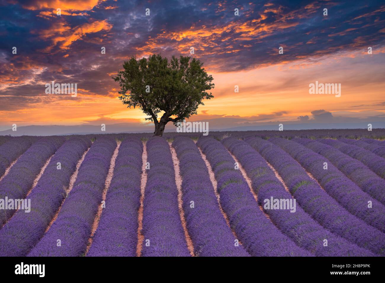 Blumenbäume Landschaft, Wiesenlandschaft. Panoramalandschaft. Inspirierende Lavendel floralen Linien Horizont. Golden Sunset Sky ruhige ruhige ruhige ruhige Entspannung landschaftlich Stockfoto