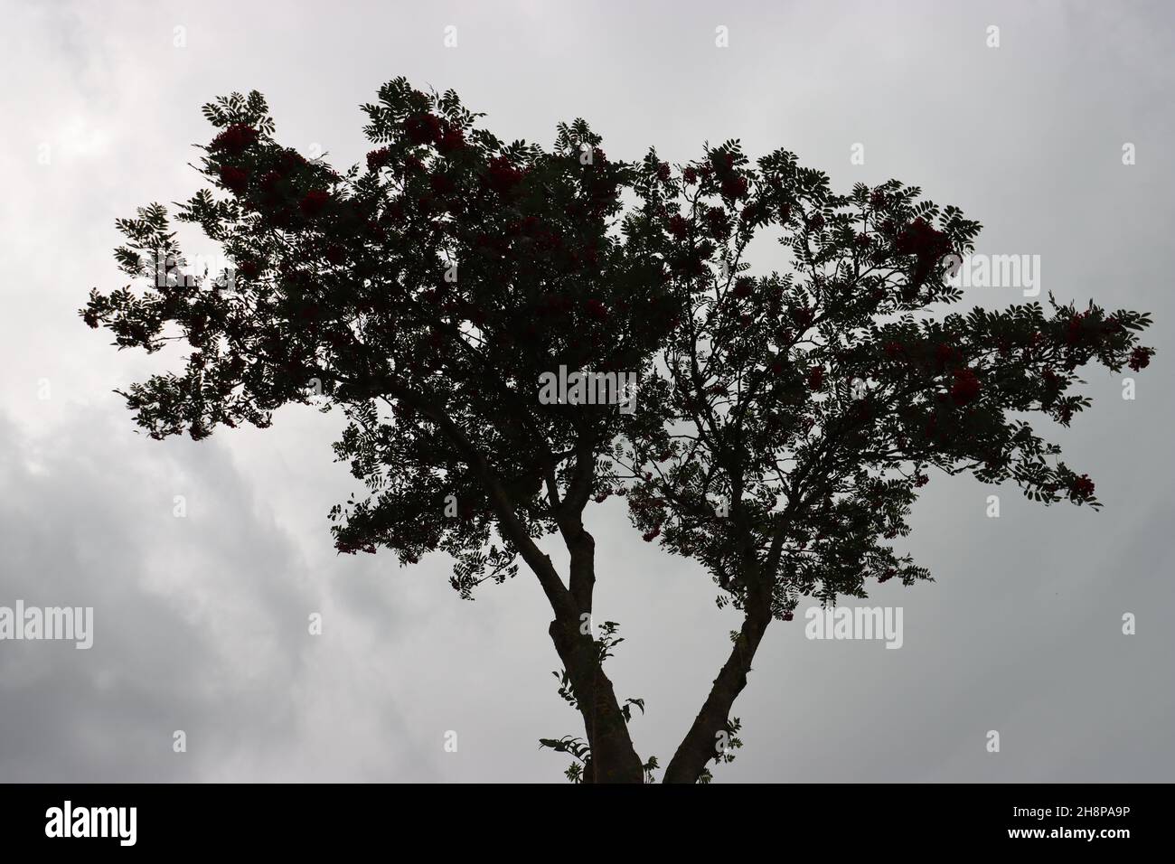 Blick von der Seite auf die dunklen Silhouetten zweier Bäume vor einem grau bewölkten Hintergrund Stockfoto