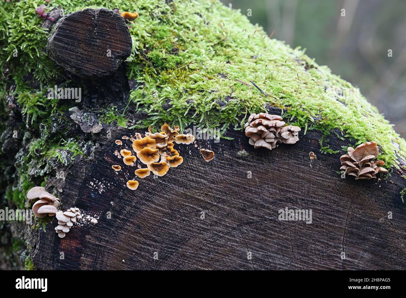 Panellus stipticus, bekannt als die Bitterauster, und Stereum hirsutum, bekannt als falscher putenschwanz, wilde Pilze, die auf Eichenholz wachsen Stockfoto