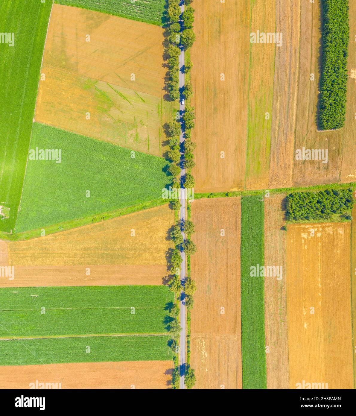 Luftaufnahme der Sommerlandschaft von grünen landwirtschaftlichen Feld mit einem Feldweg und einem Waldgürtel bei Sonnenuntergang, von einem Kopter wie ein Vogelauge, Panora geschossen Stockfoto
