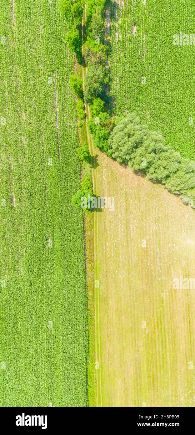 Luftaufnahme der Sommerlandschaft von grünen landwirtschaftlichen Feld mit einem Feldweg und einem Waldgürtel bei Sonnenuntergang, von einem Kopter wie ein Vogelauge, Panora geschossen Stockfoto