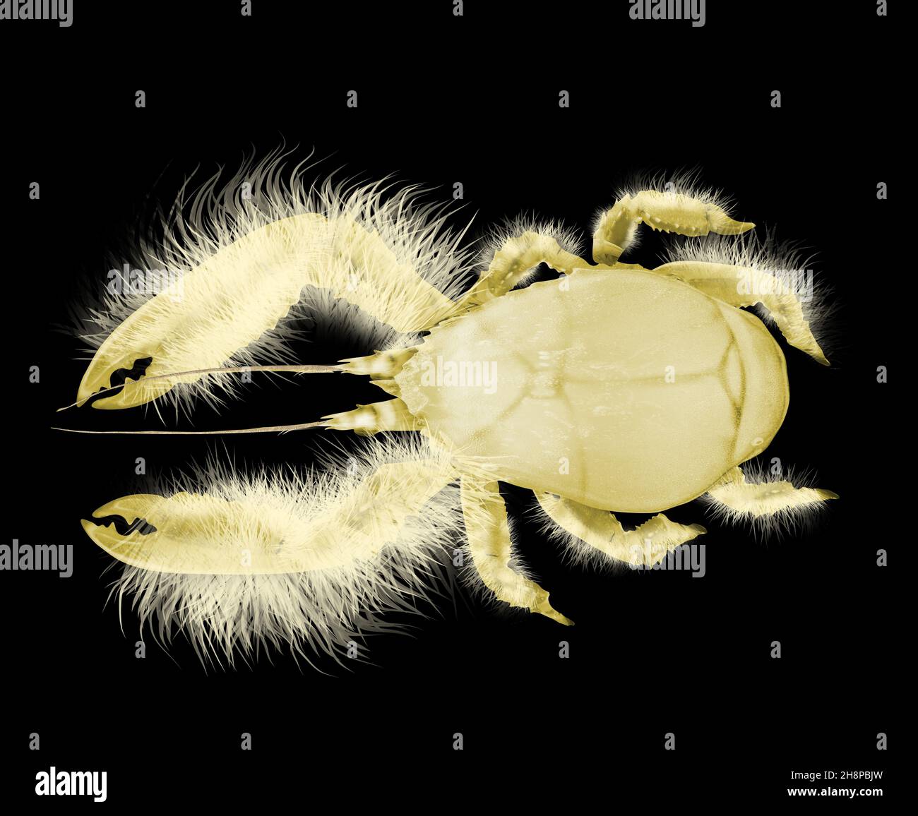 Yeti Krabbe - Kiwa hirsuta. Realistische Details. Weiße Krabbe mit haarigen Körper. Tiefseegeschöpf. Stockfoto