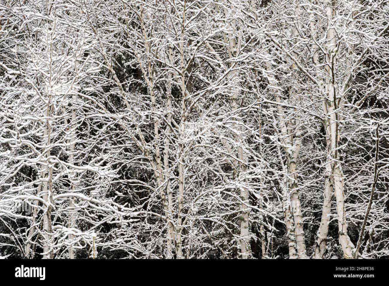 Neuschnee im Spätherbst, Greater Sudbury, Ontario, Kanada Stockfoto