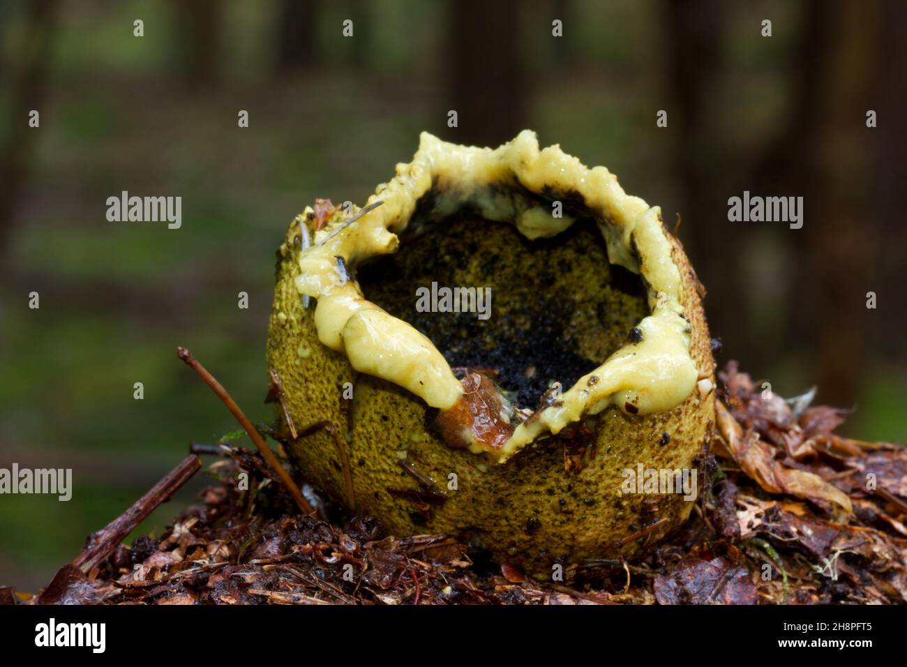 Nahaufnahme eines verfaulenden, nassen Erdballs, auch bekannt als Schweinsleder-Giftpuffball Stockfoto