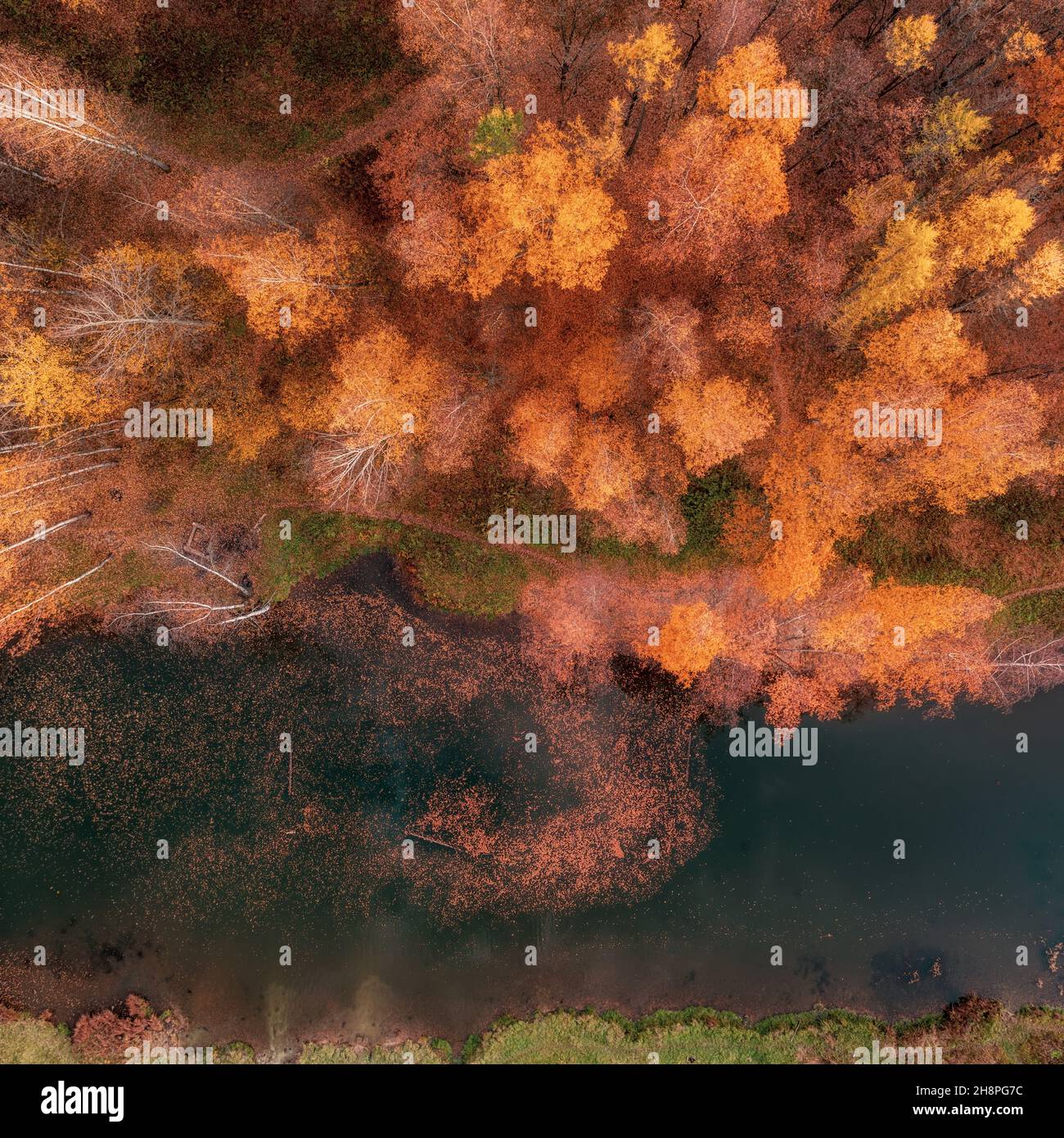 Blick von oben auf den Fluss und den gelben Birkenwald. Helles Herbstbild, quadratische Komposition Stockfoto