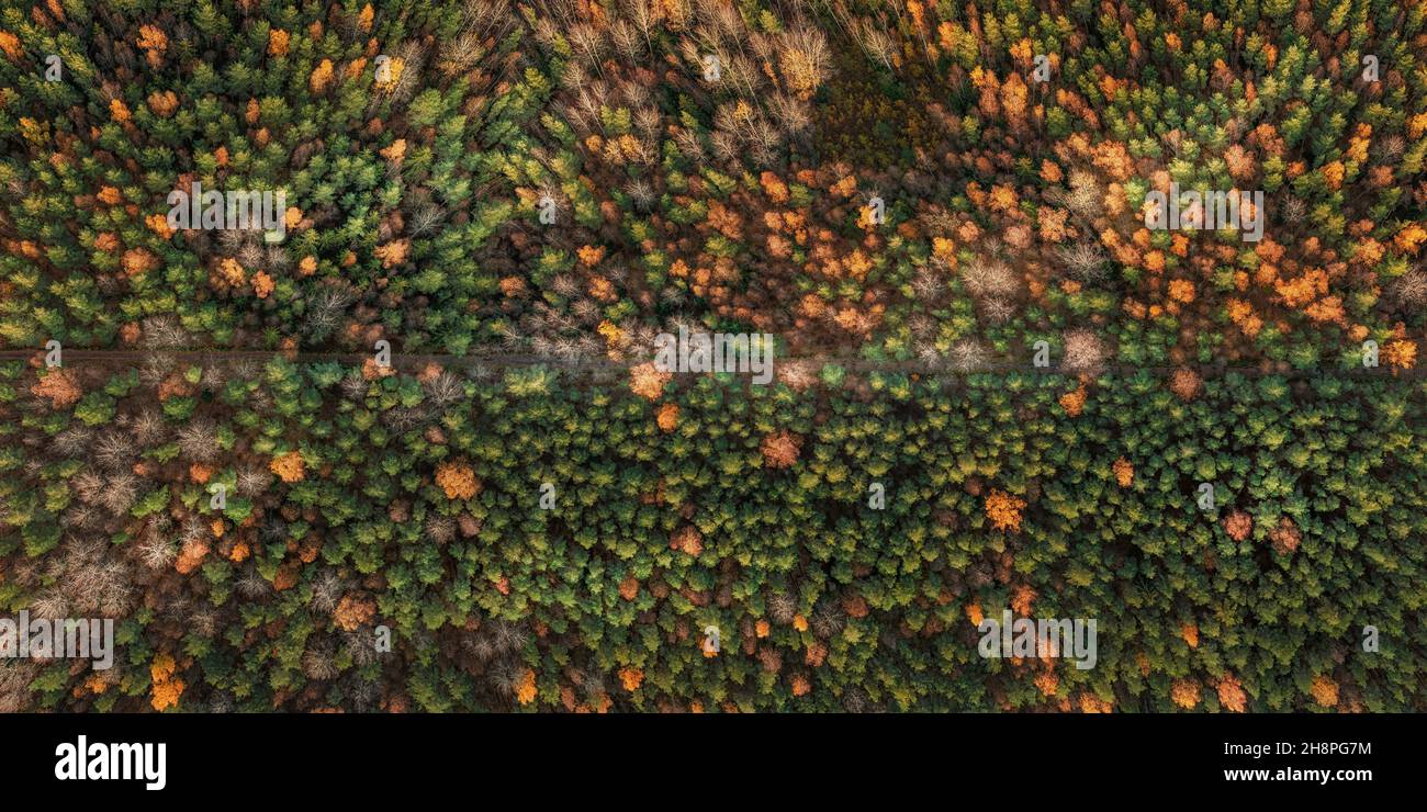 Straße in tiefgrünem und gelbem Wald oben Luftaufnahme. Extra großes rechteckiges Pano Stockfoto